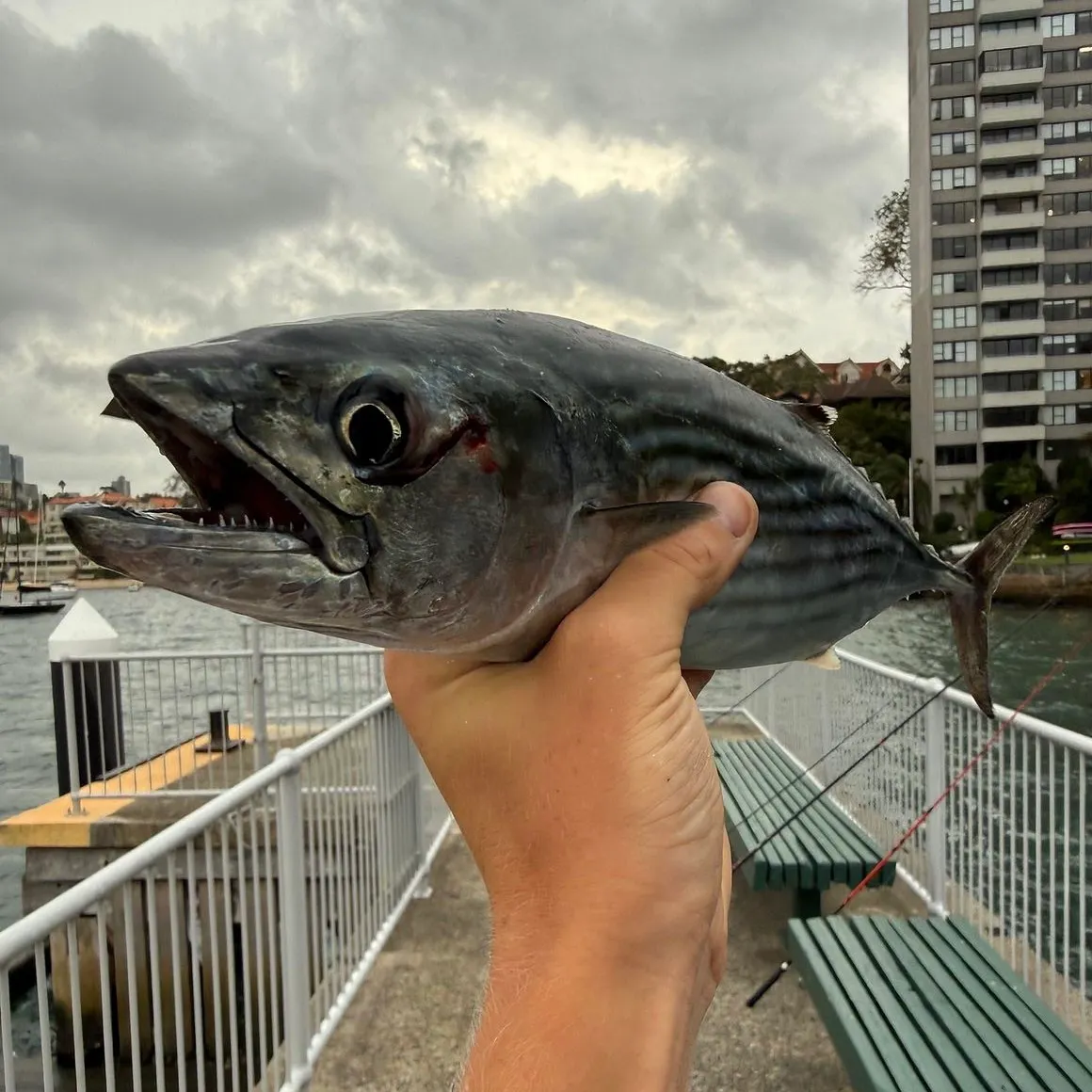 The most recent Australian bonito catches on Fishbrain