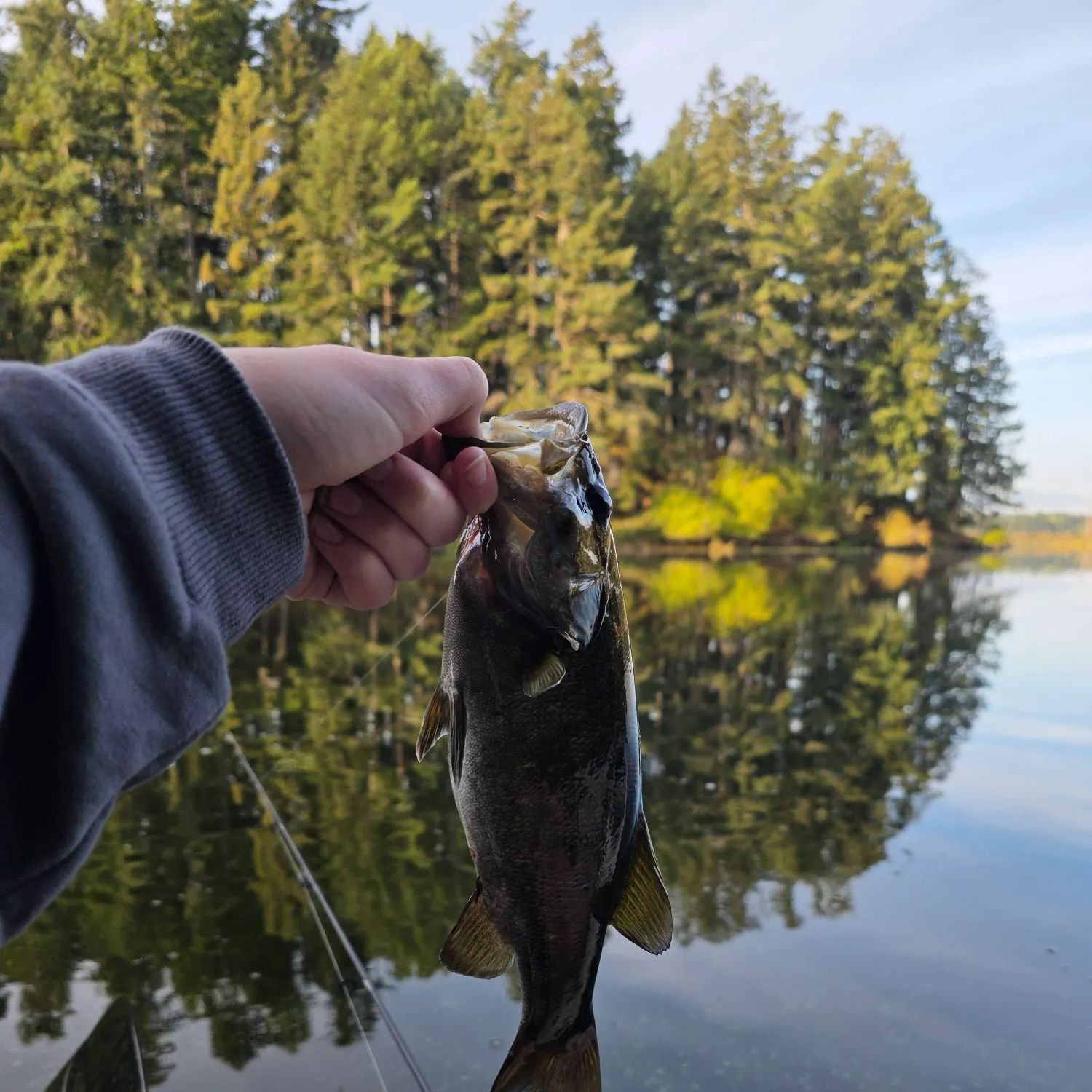 Smallmouth bass caught on Fishbrain