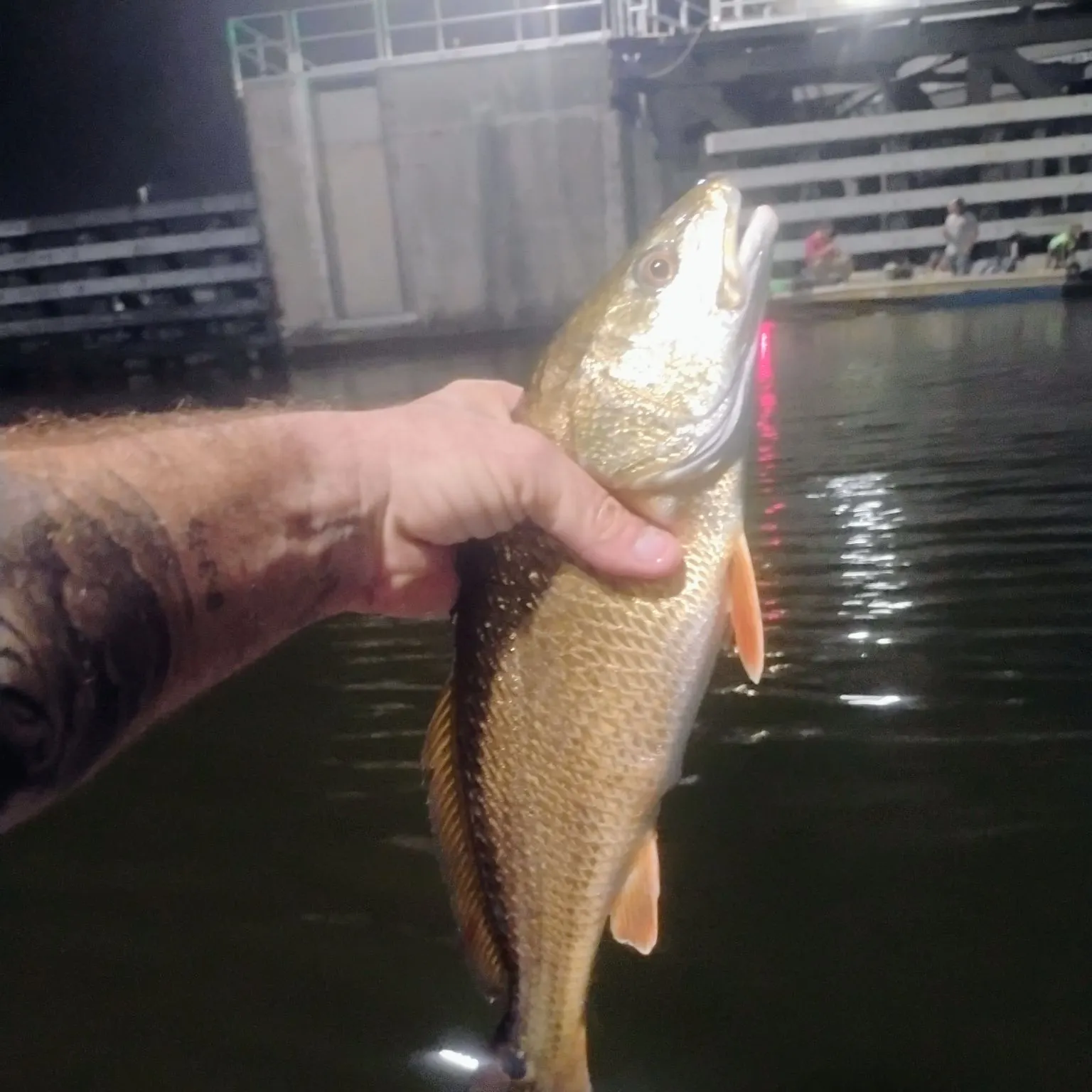 Red drum caught on Fishbrain