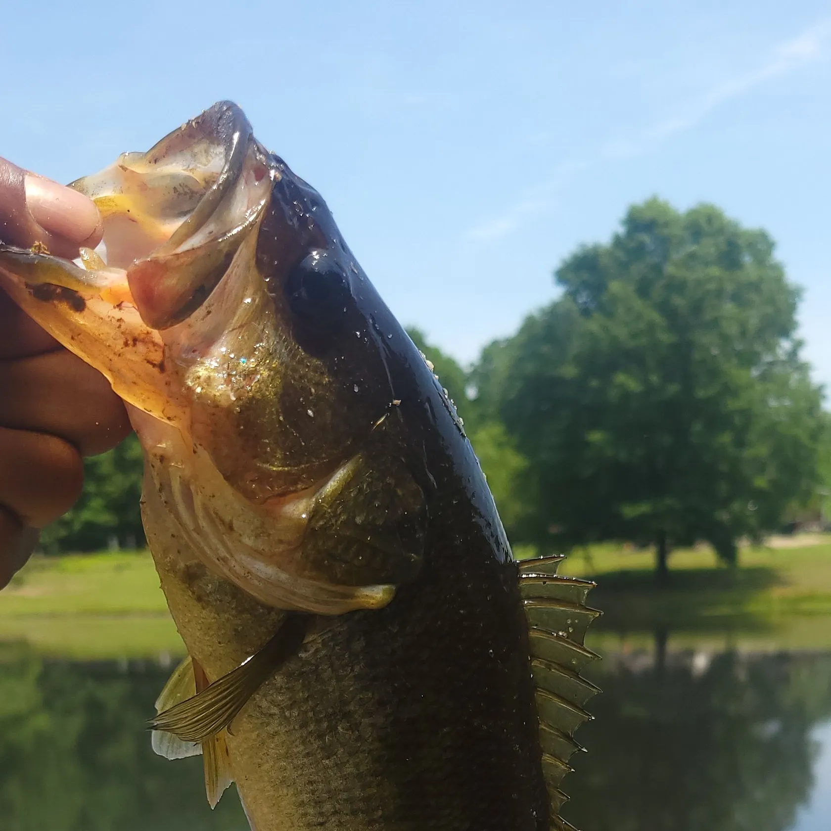 angler catch