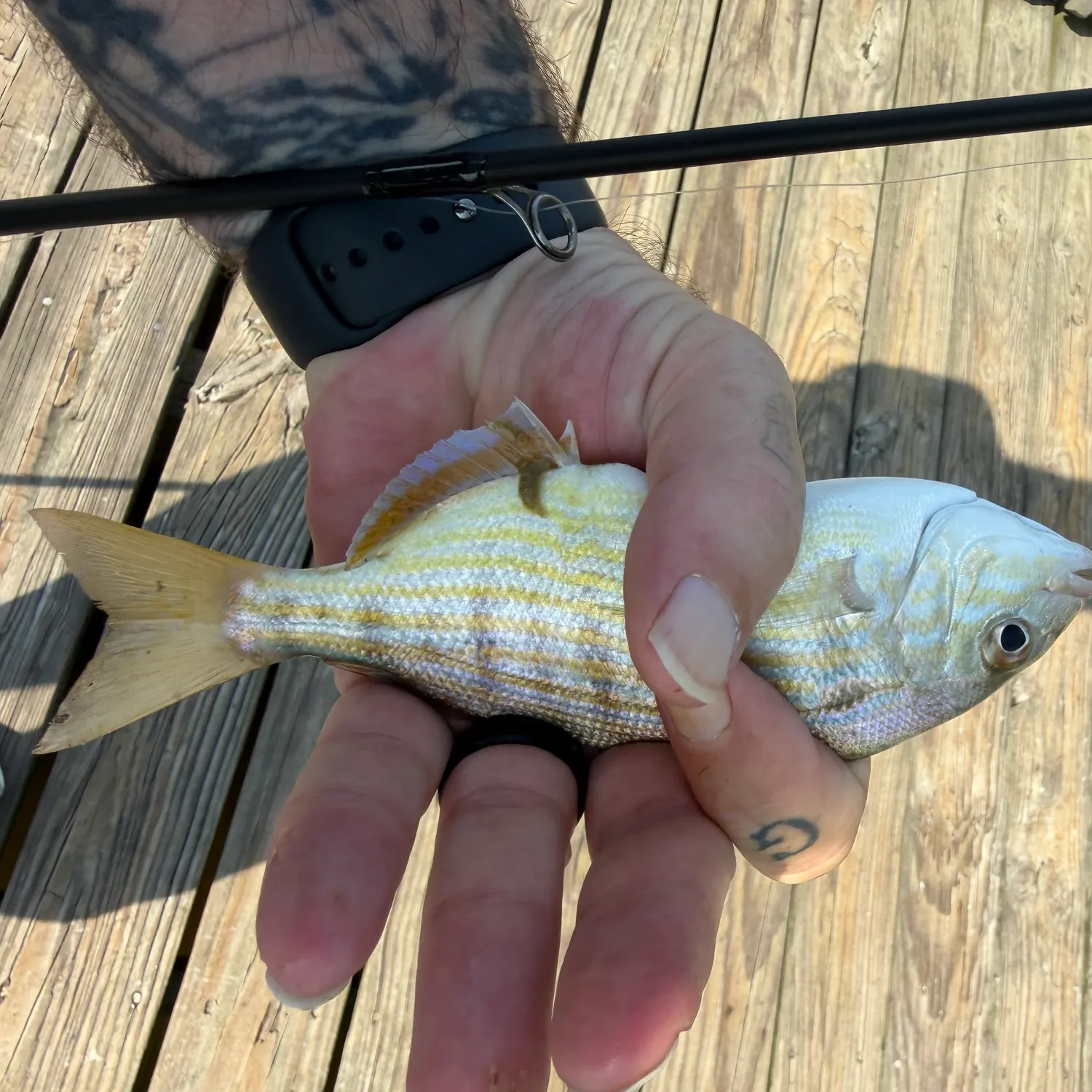 Pinfish caught on Fishbrain