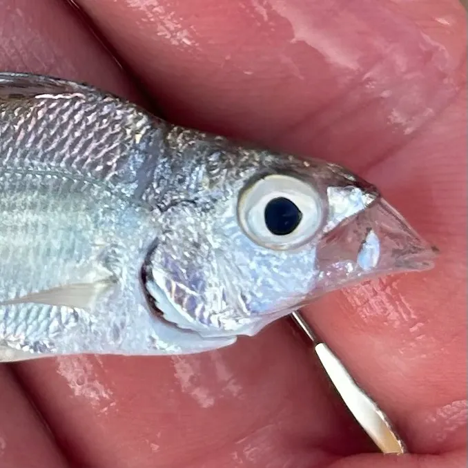 Atlantic spotfin mojarra caught on Fishbrain