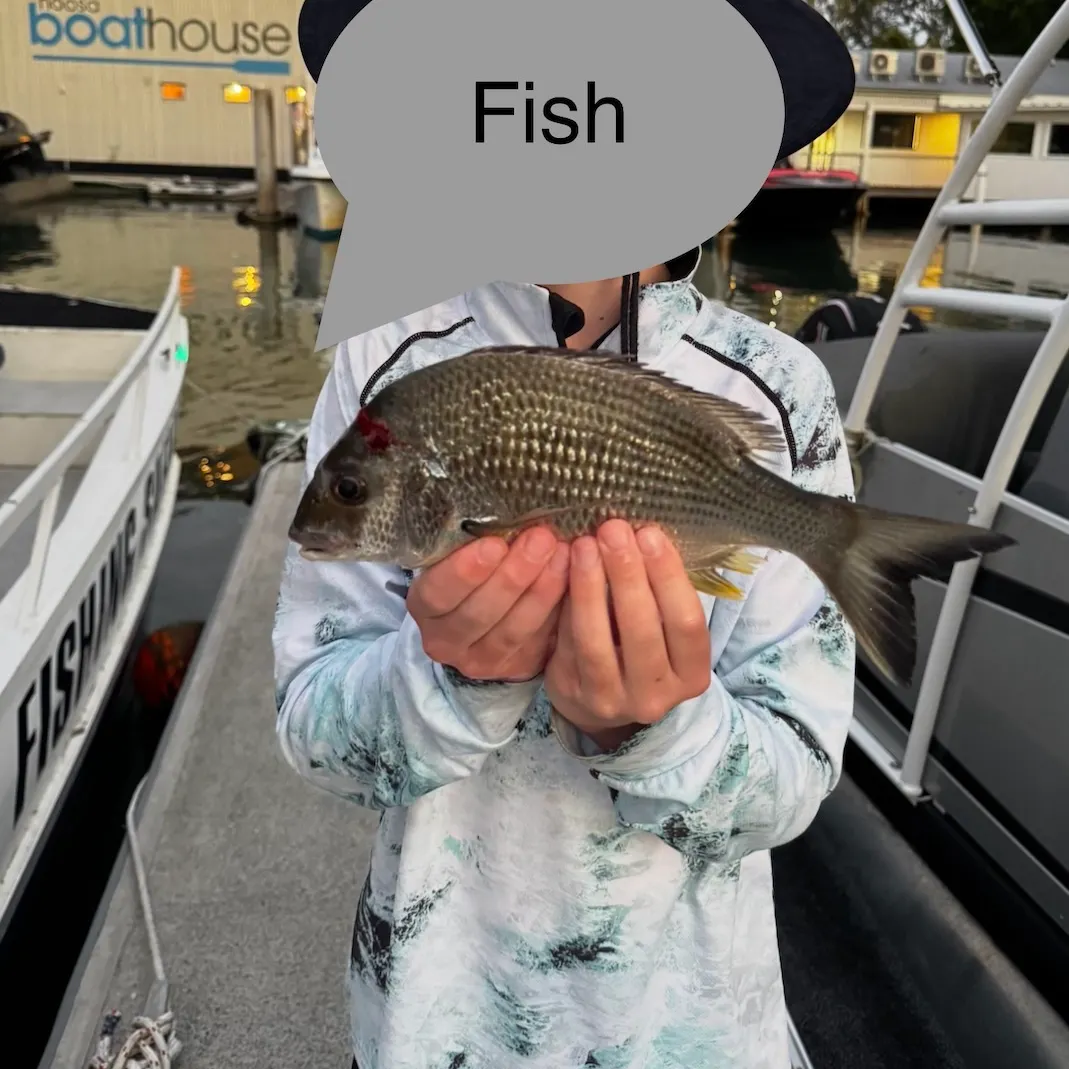Surf bream caught on Fishbrain