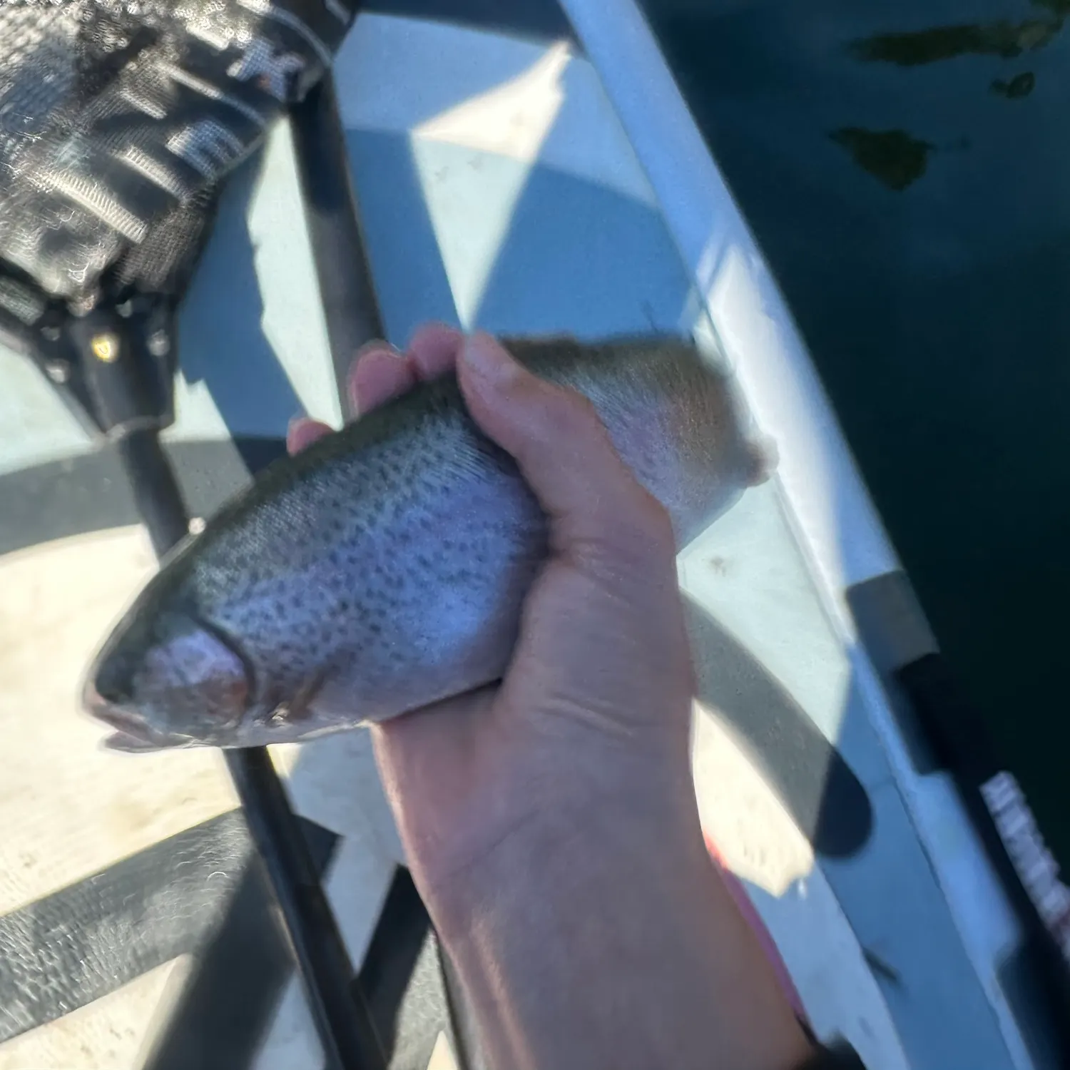 Rainbow trout caught on Fishbrain