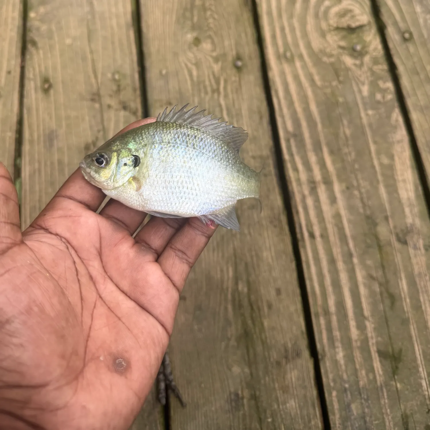 Bluegill caught on Fishbrain