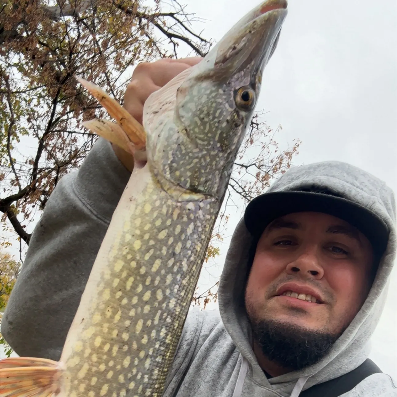 Northern pike caught on Fishbrain