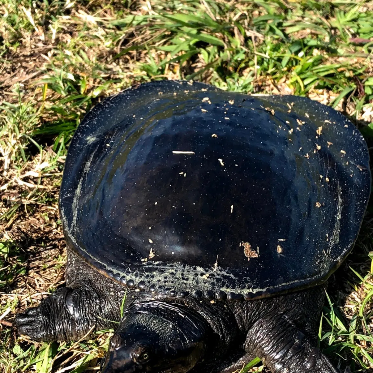 The most recent Spiny softshell turtle catches on Fishbrain