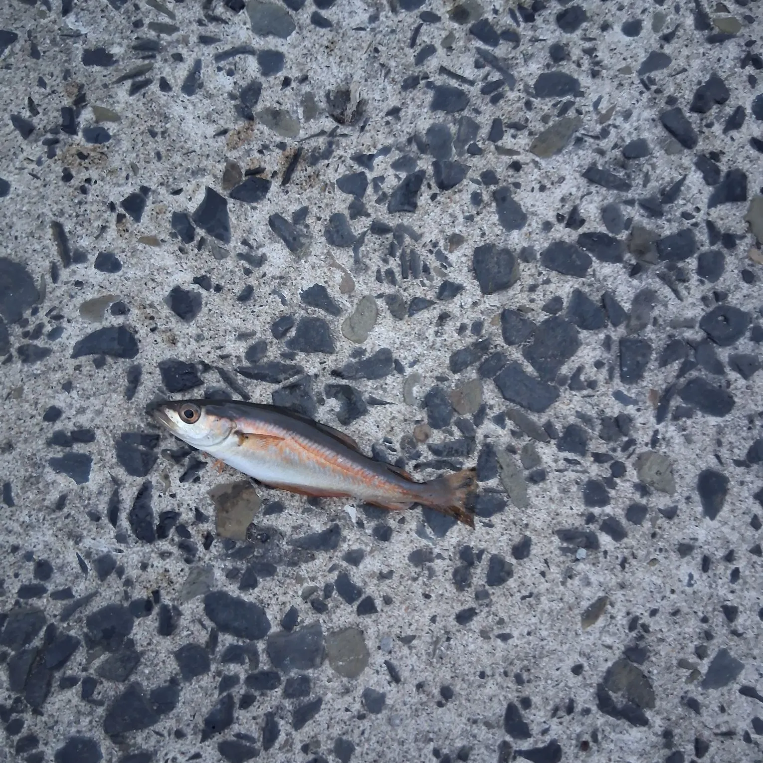 Pollack caught on Fishbrain
