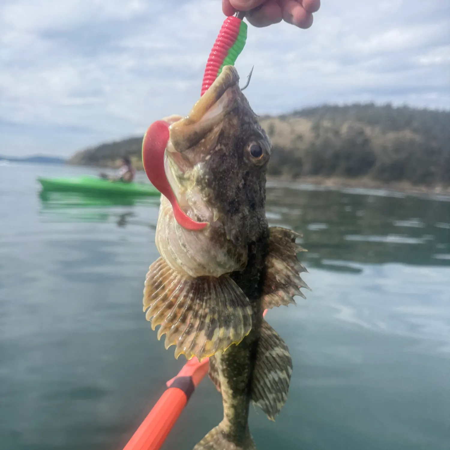 The most recent Great sculpin catches on Fishbrain