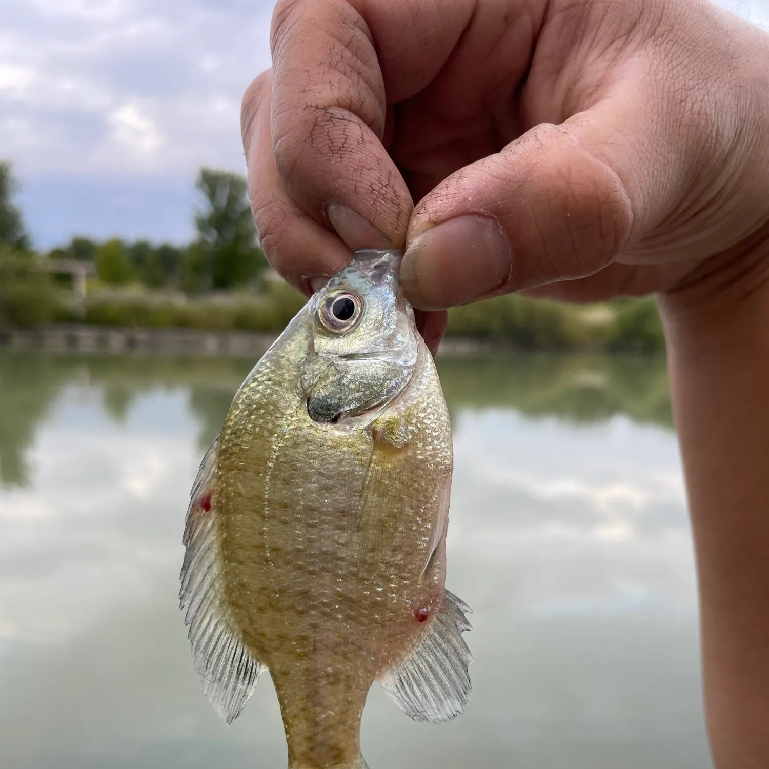 Bluegill caught on Fishbrain