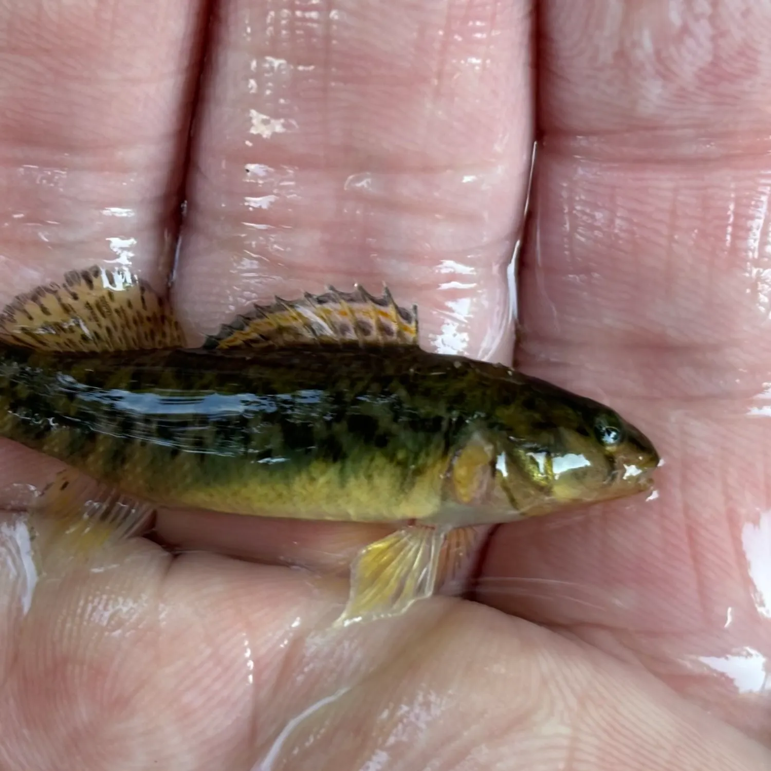 The most recent Rainbow darter catches on Fishbrain