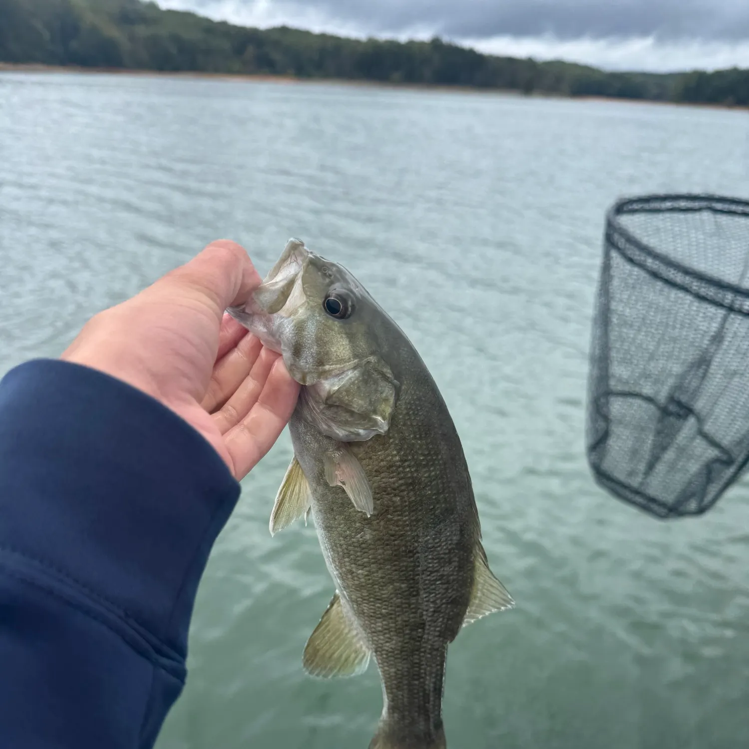 Smallmouth bass caught on Fishbrain