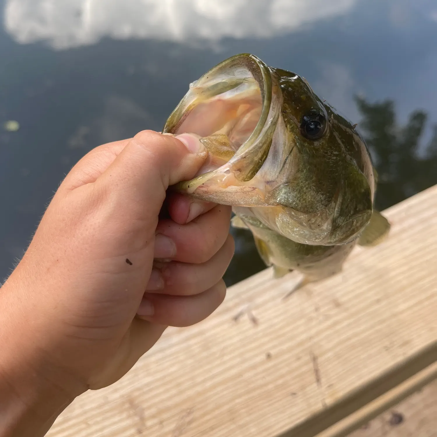 angler catch