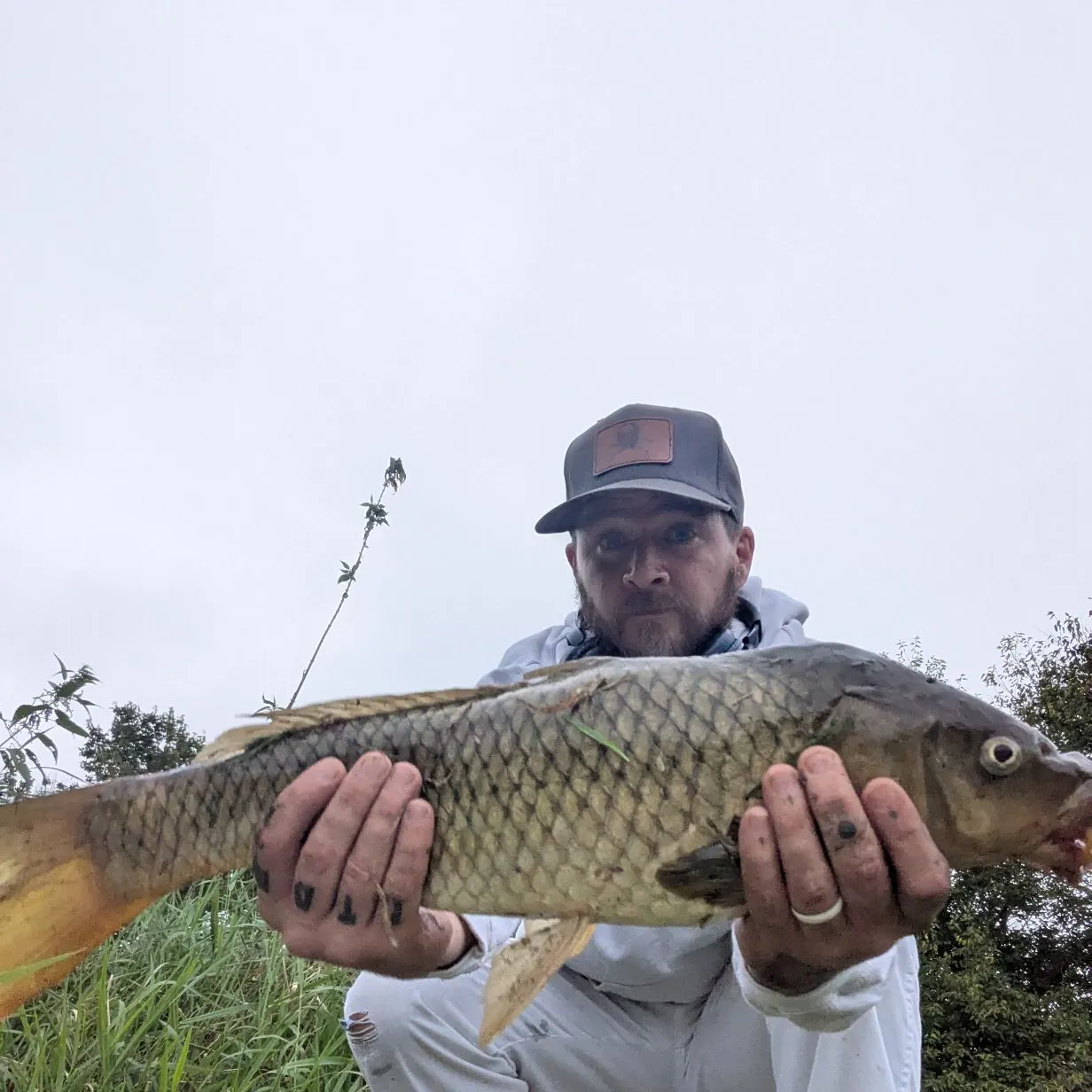Common carp caught on Fishbrain