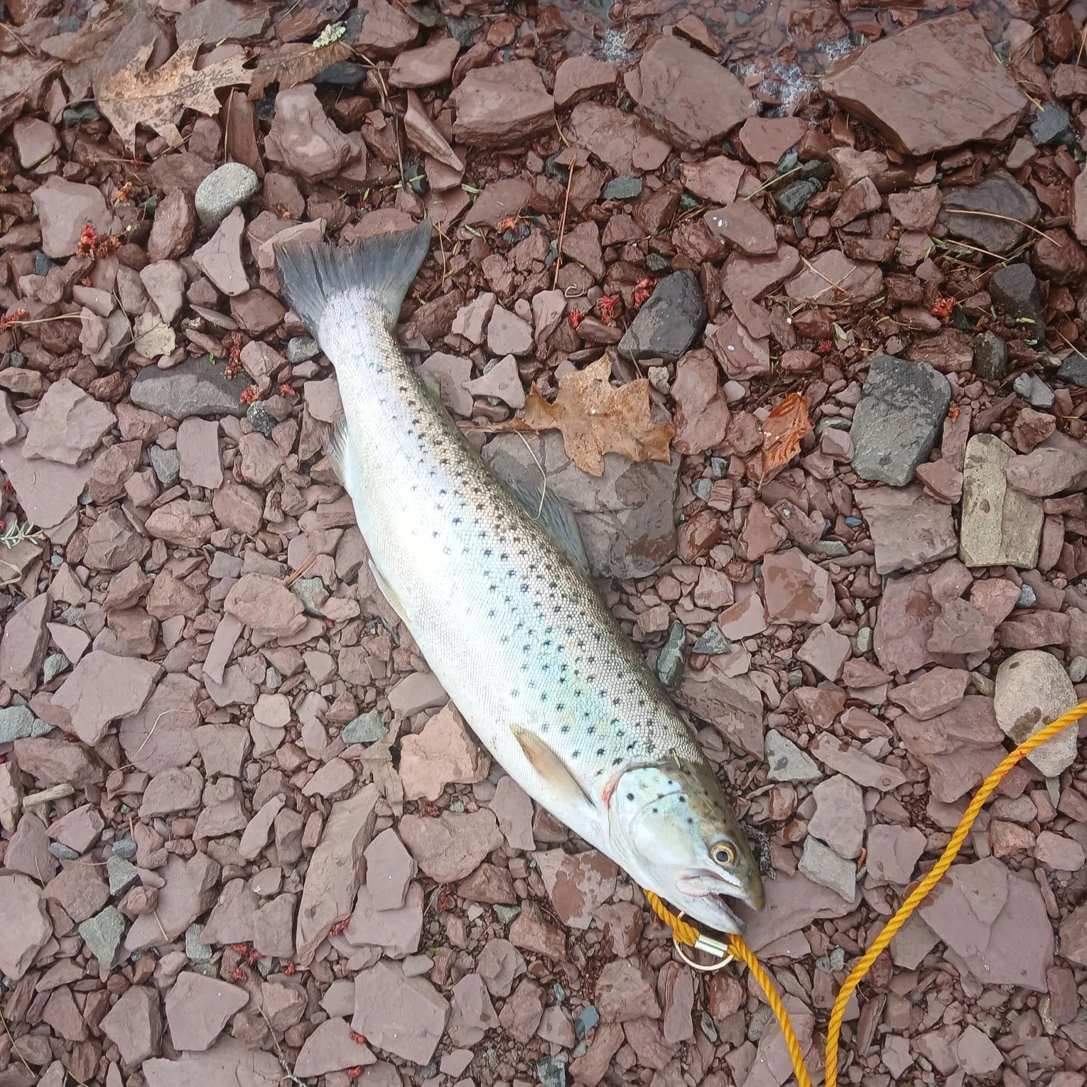 The most recent Sea trout catches on Fishbrain
