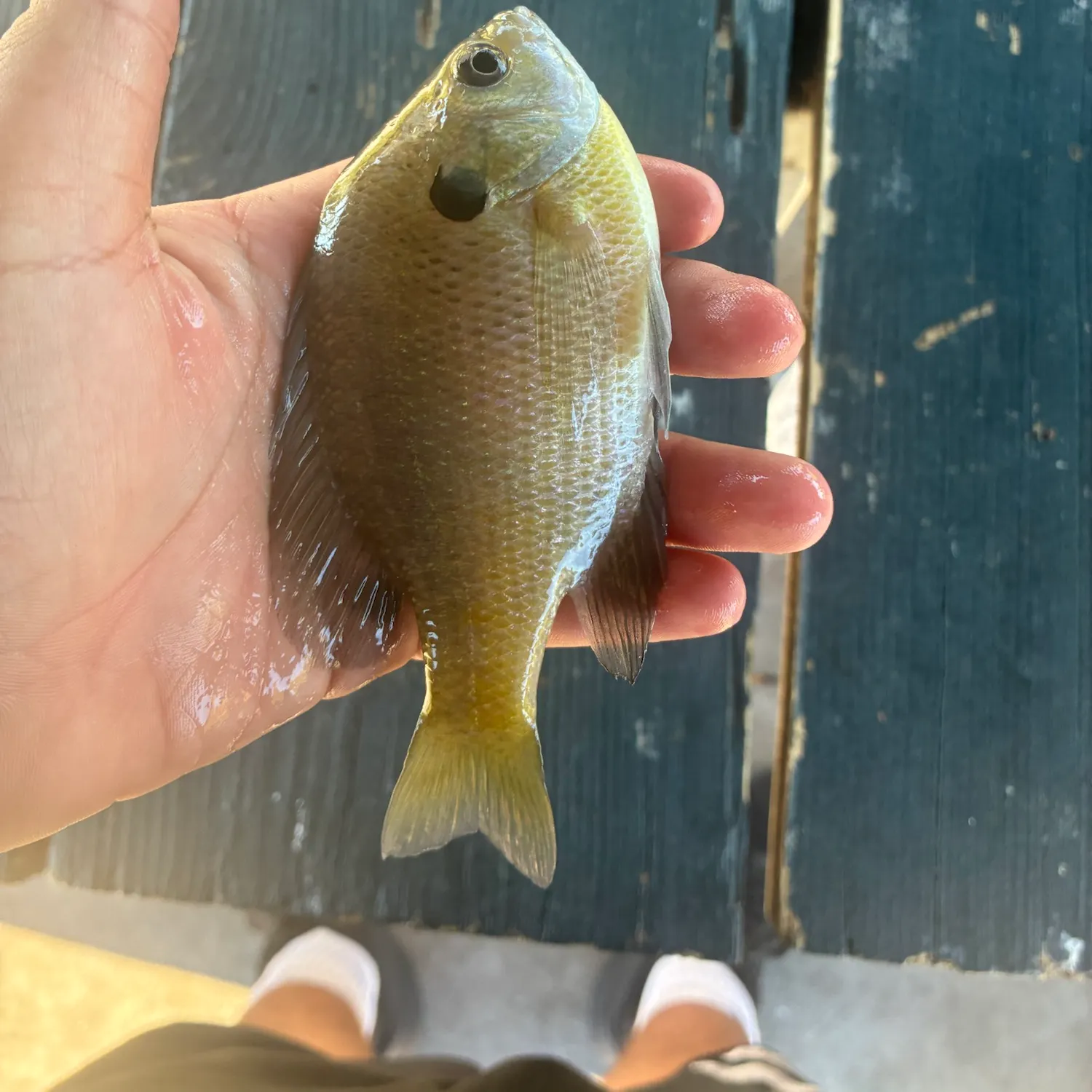 Bluegill caught on Fishbrain