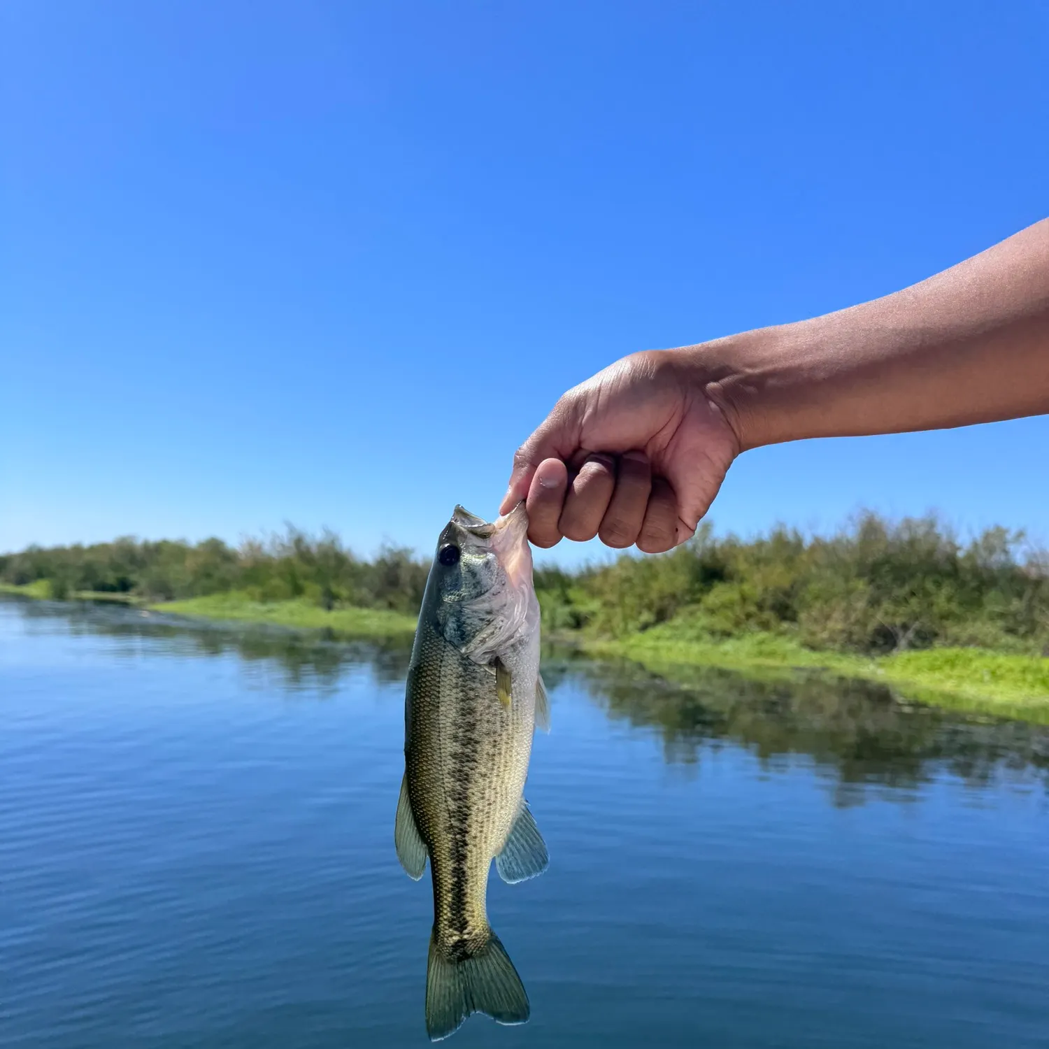 Largemouth bass caught on Fishbrain