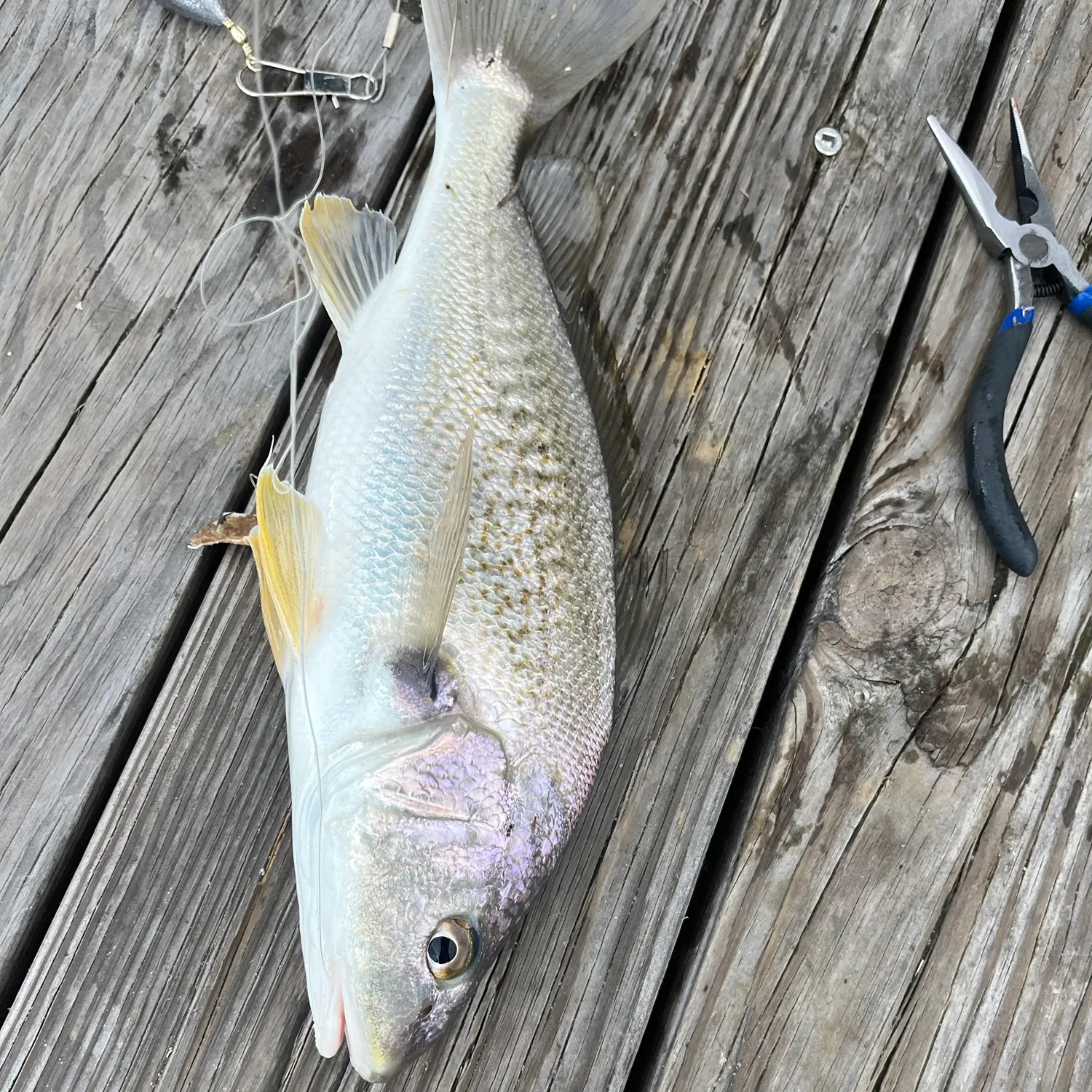 Atlantic croaker caught on Fishbrain