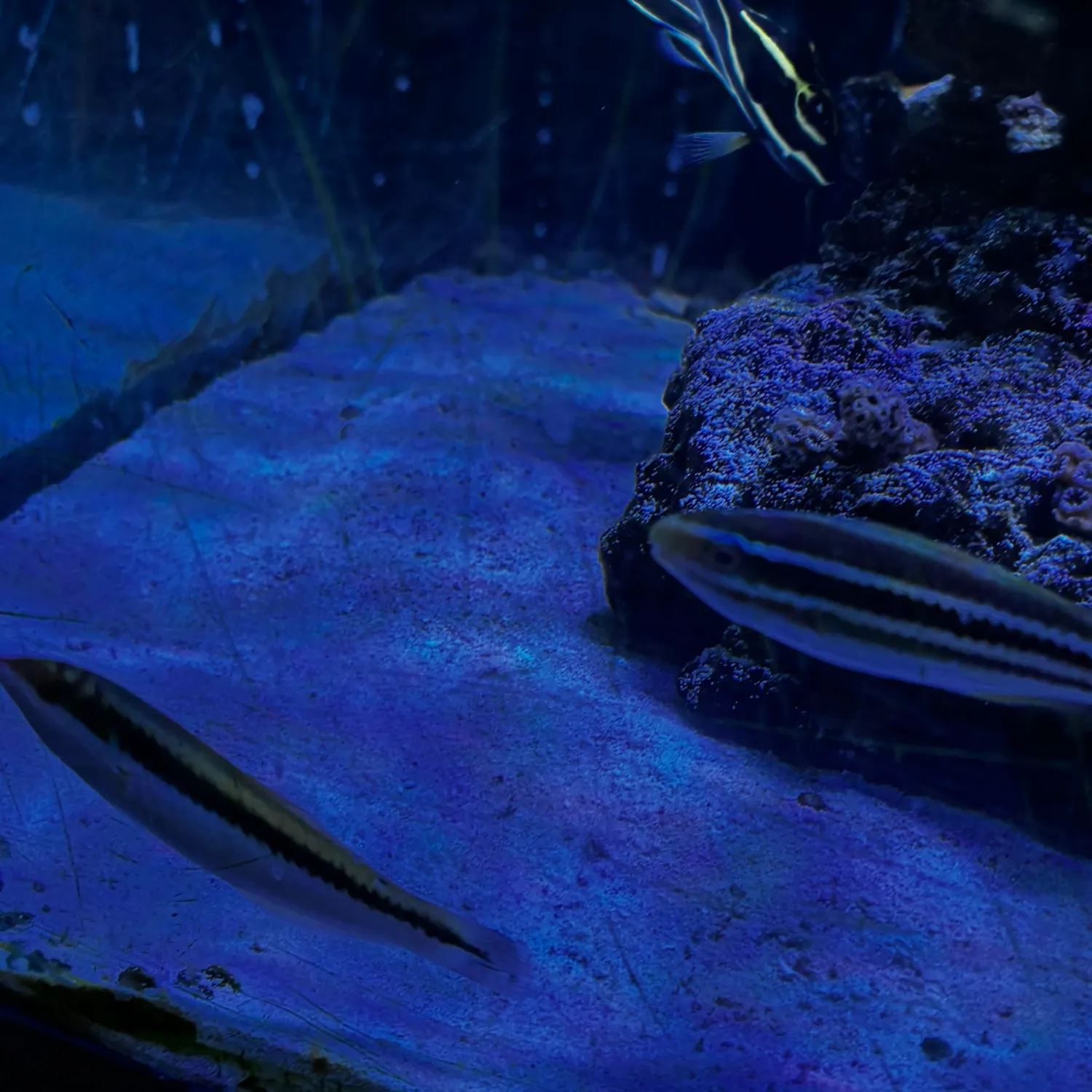 The most recent Piano fangblenny catches on Fishbrain