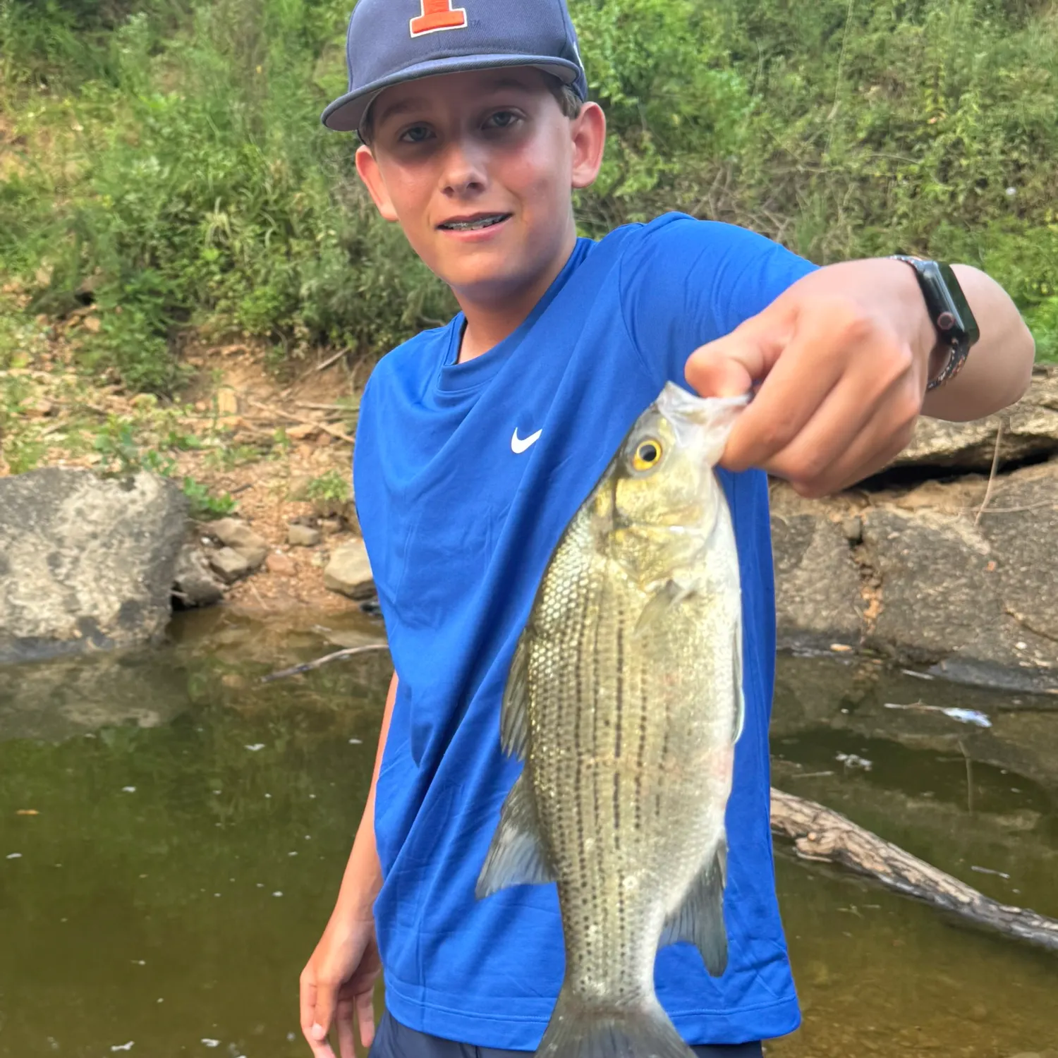 White bass caught on Fishbrain