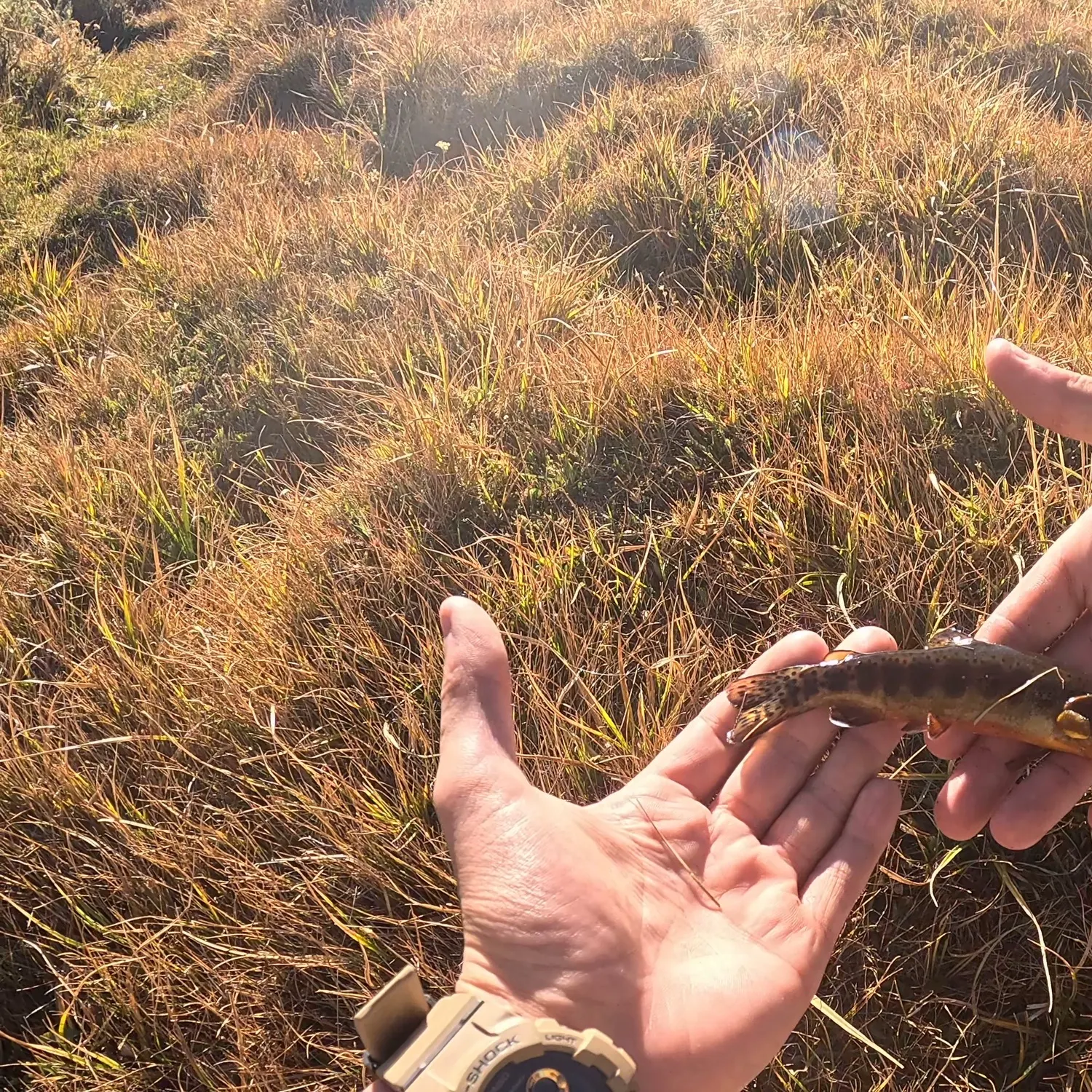 Golden trout caught on Fishbrain