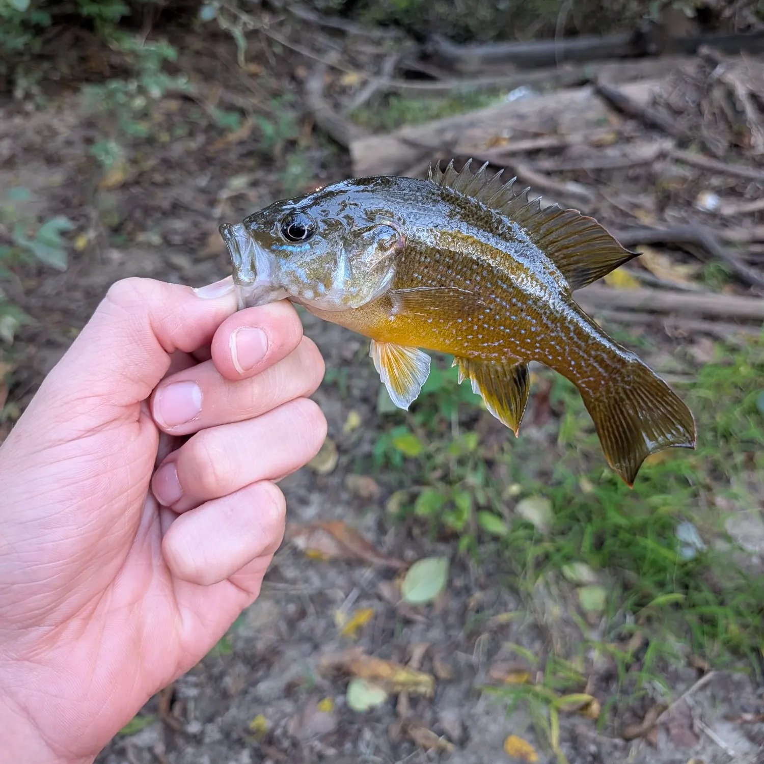 Green sunfish caught on Fishbrain
