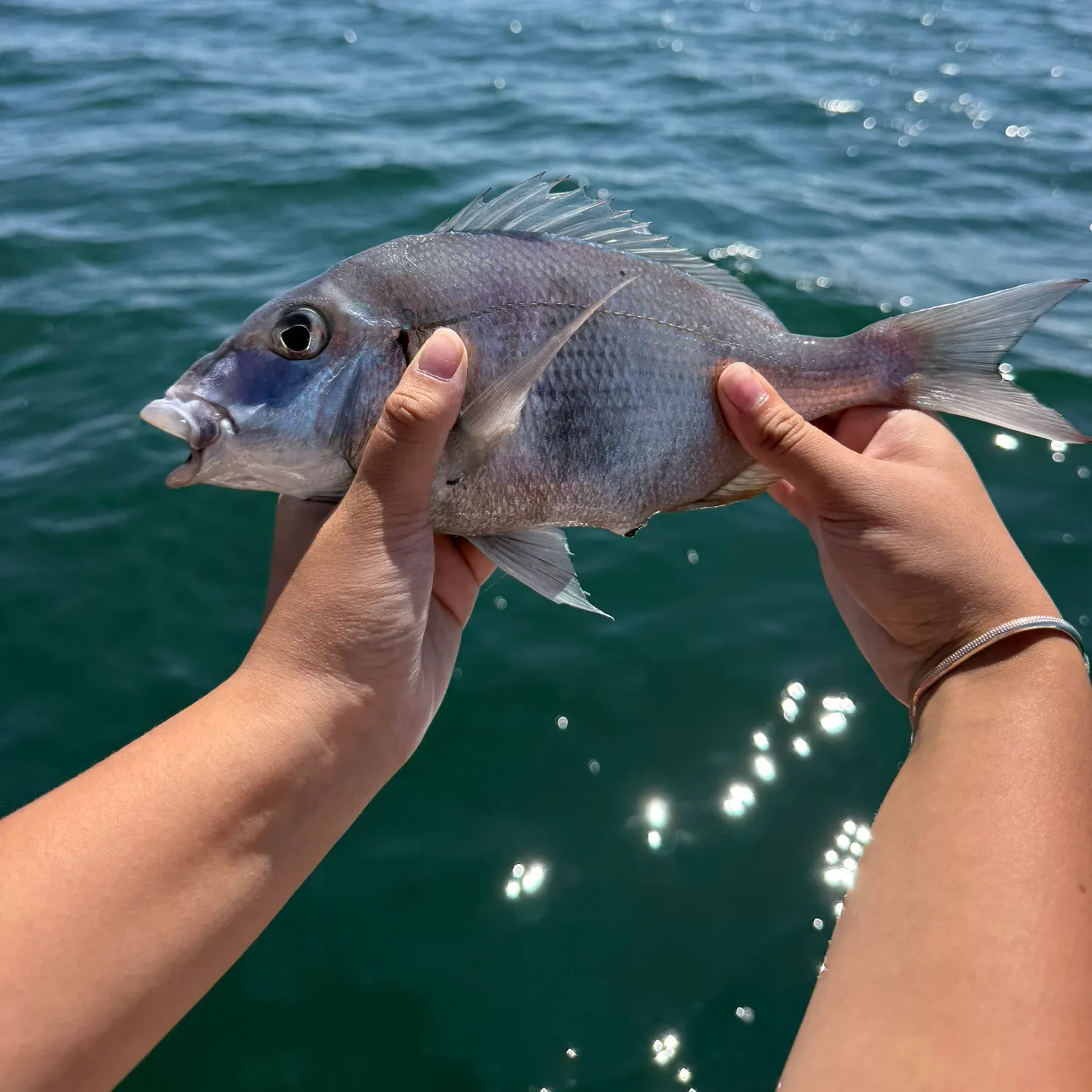 The most recent Scup catches on Fishbrain