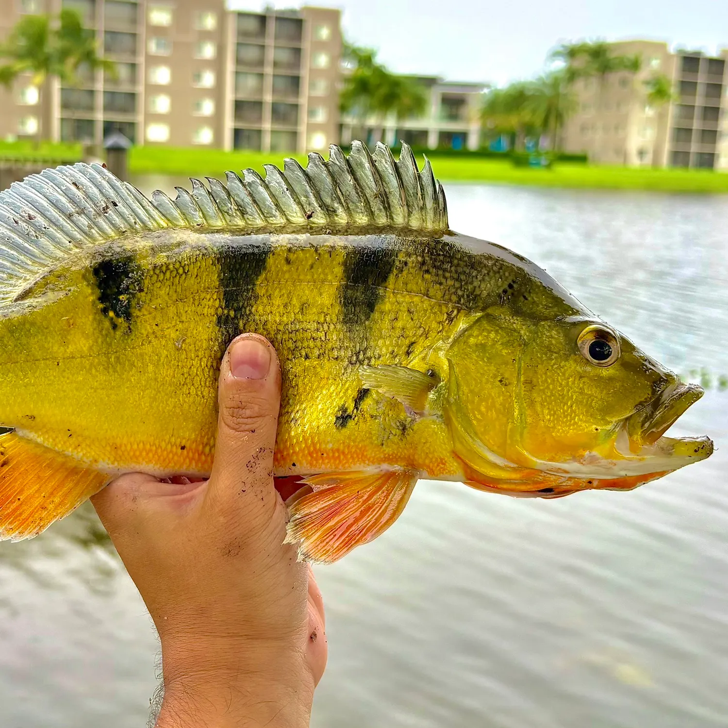 Butterfly peacock bass caught on Fishbrain