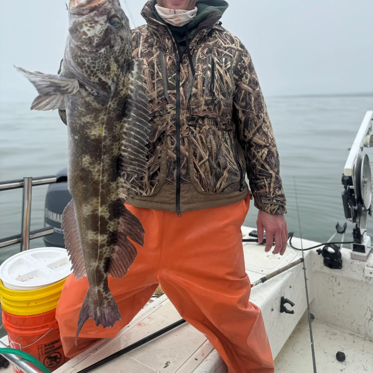 The most recent Lingcod catches on Fishbrain
