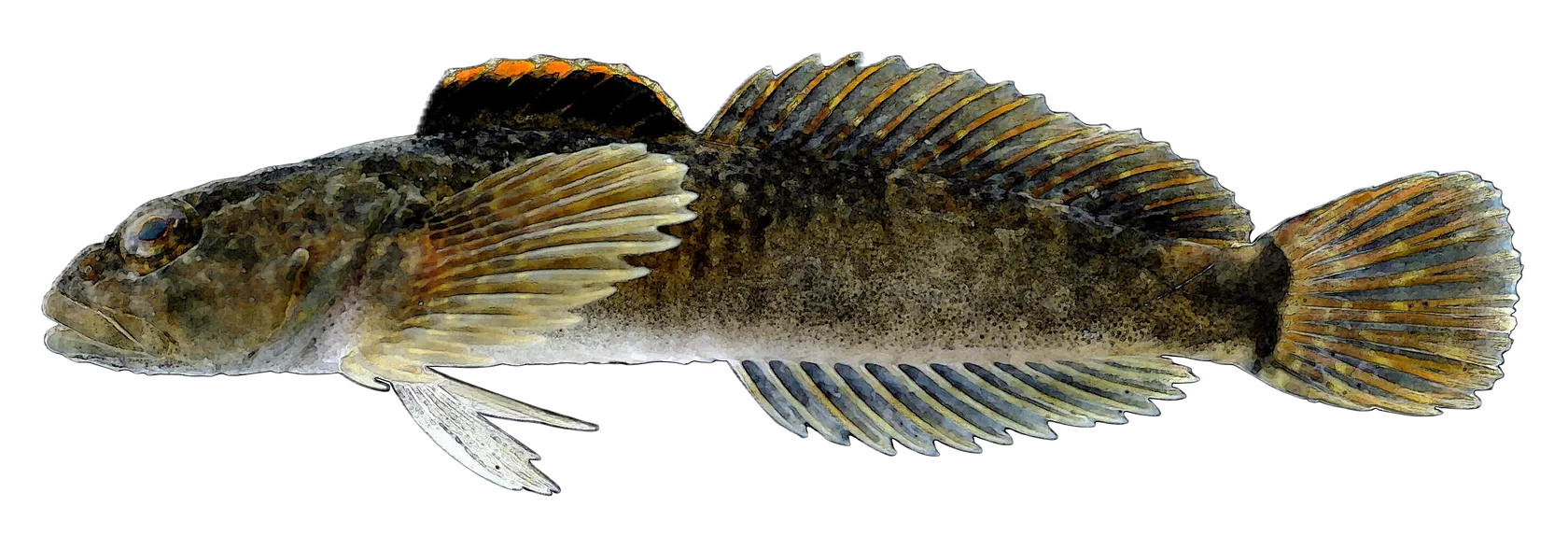 Mottled sculpin