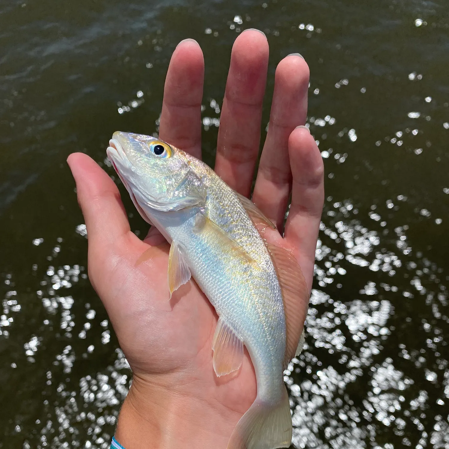 The most recent Whitemouth croaker catches on Fishbrain