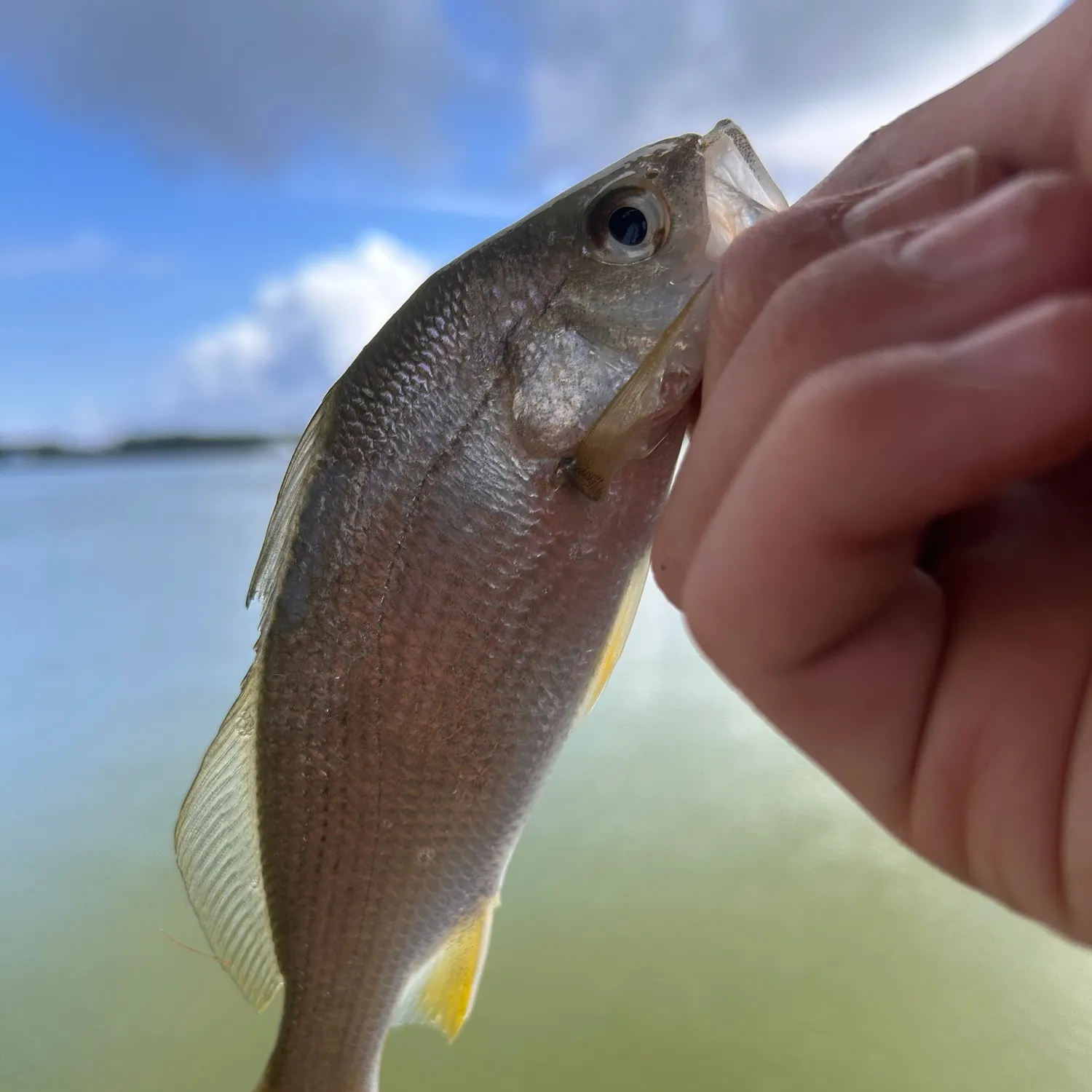 The most recent Silver perch catches on Fishbrain