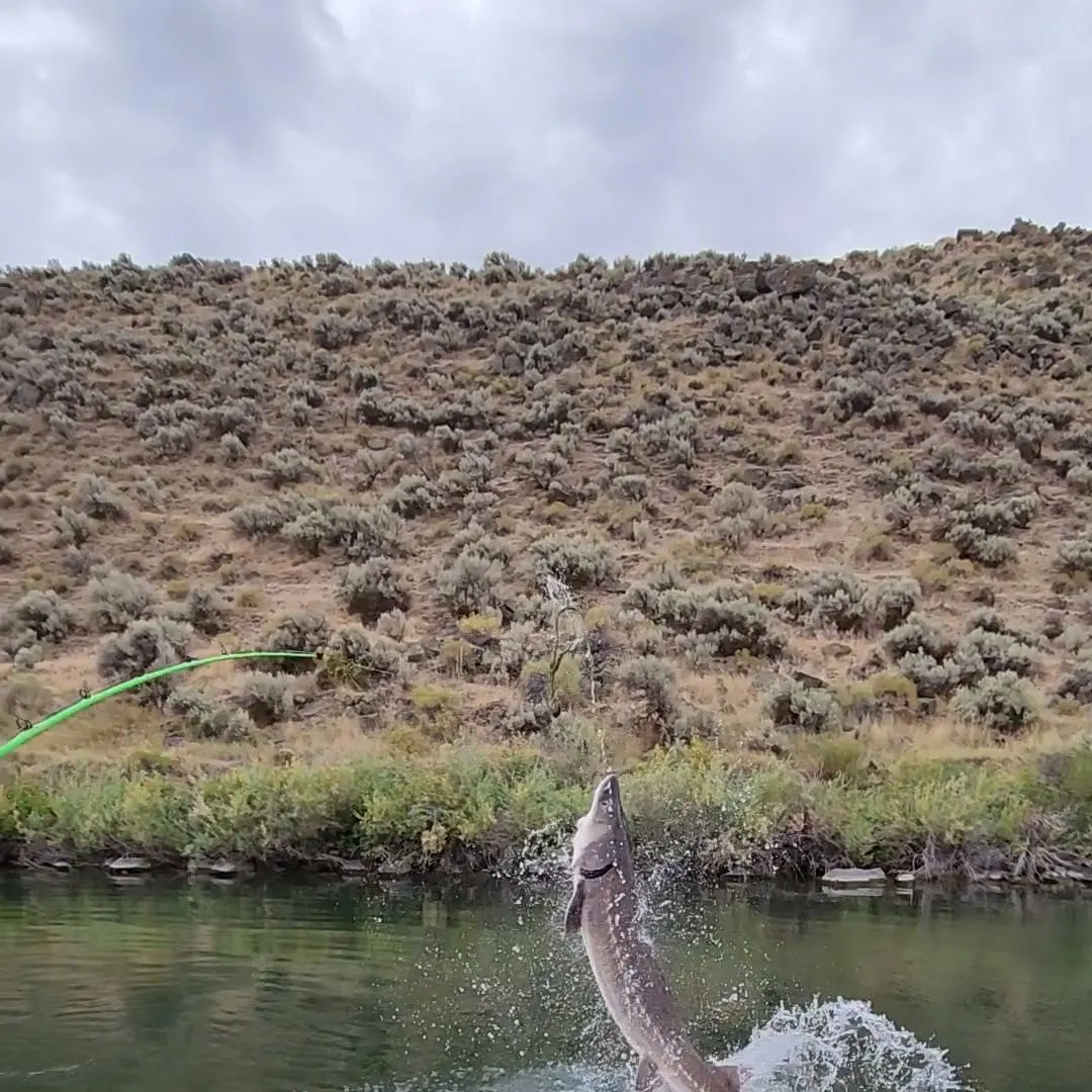 The most recent White sturgeon catches on Fishbrain
