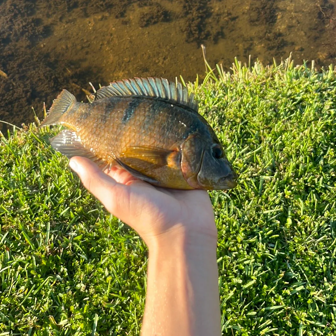 The most recent Mayan cichlid catches on Fishbrain