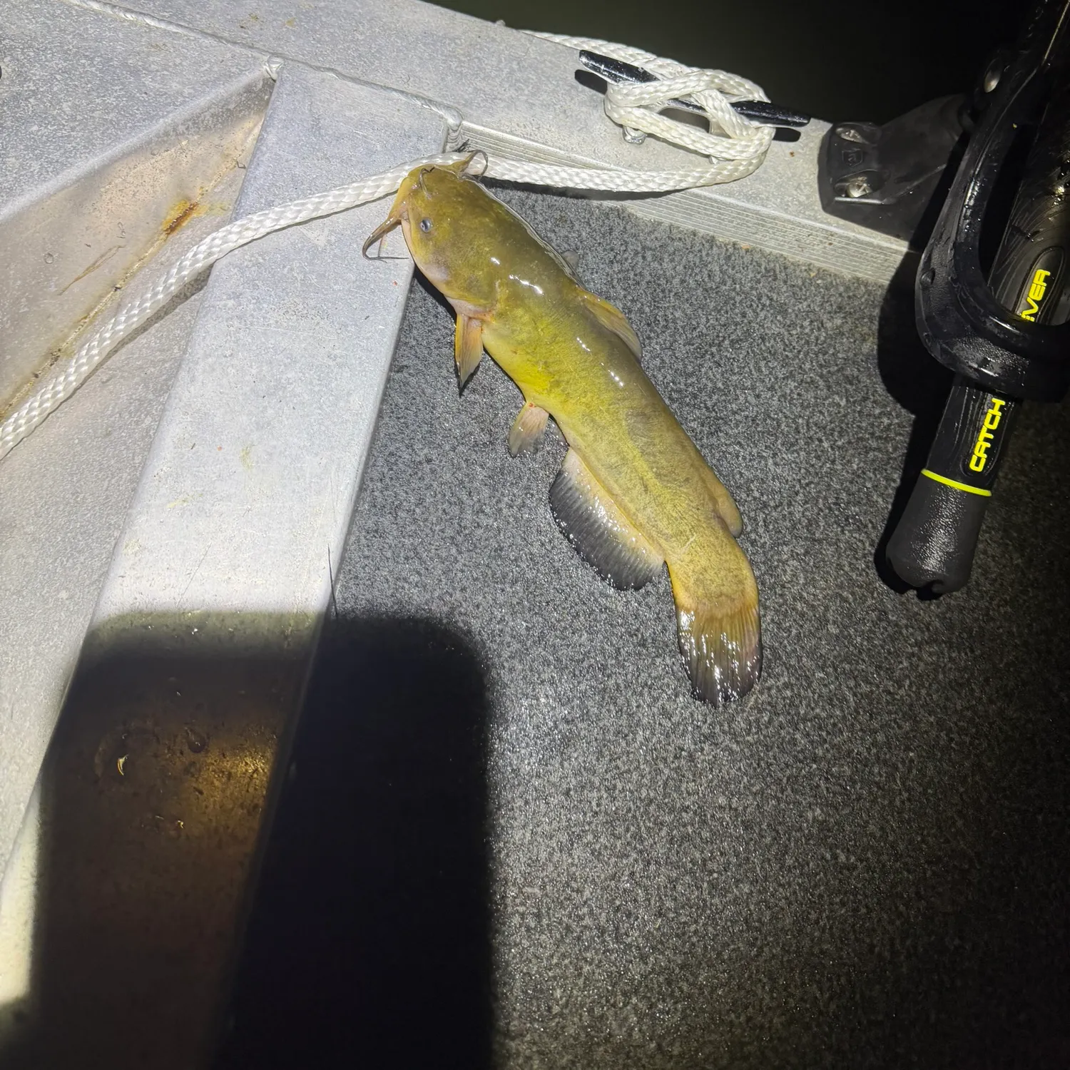 Yellow bullhead caught on Fishbrain