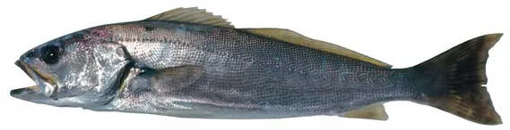 Geelbeck croaker