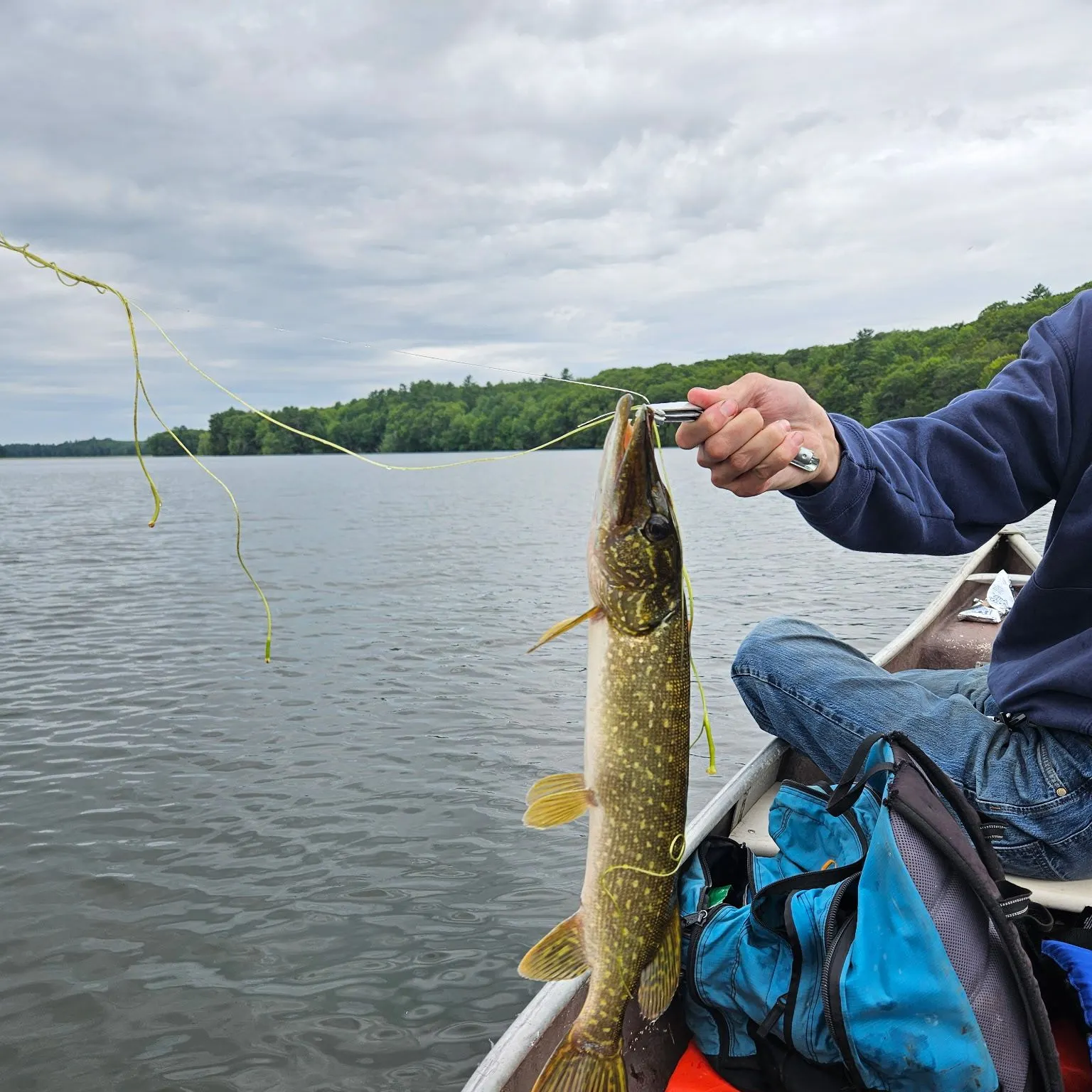 Chain pickerel caught on Fishbrain