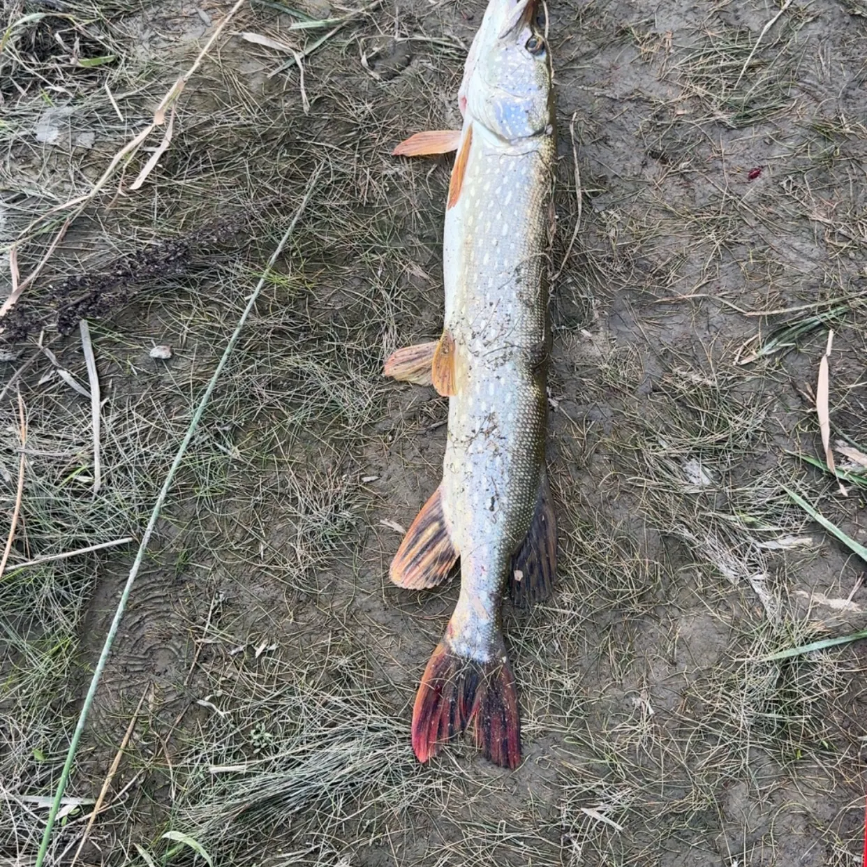 Northern pike caught on Fishbrain