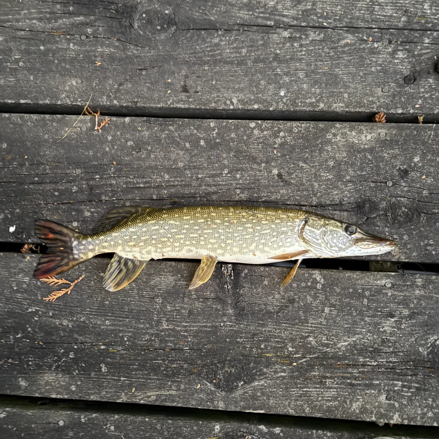 recently logged catches