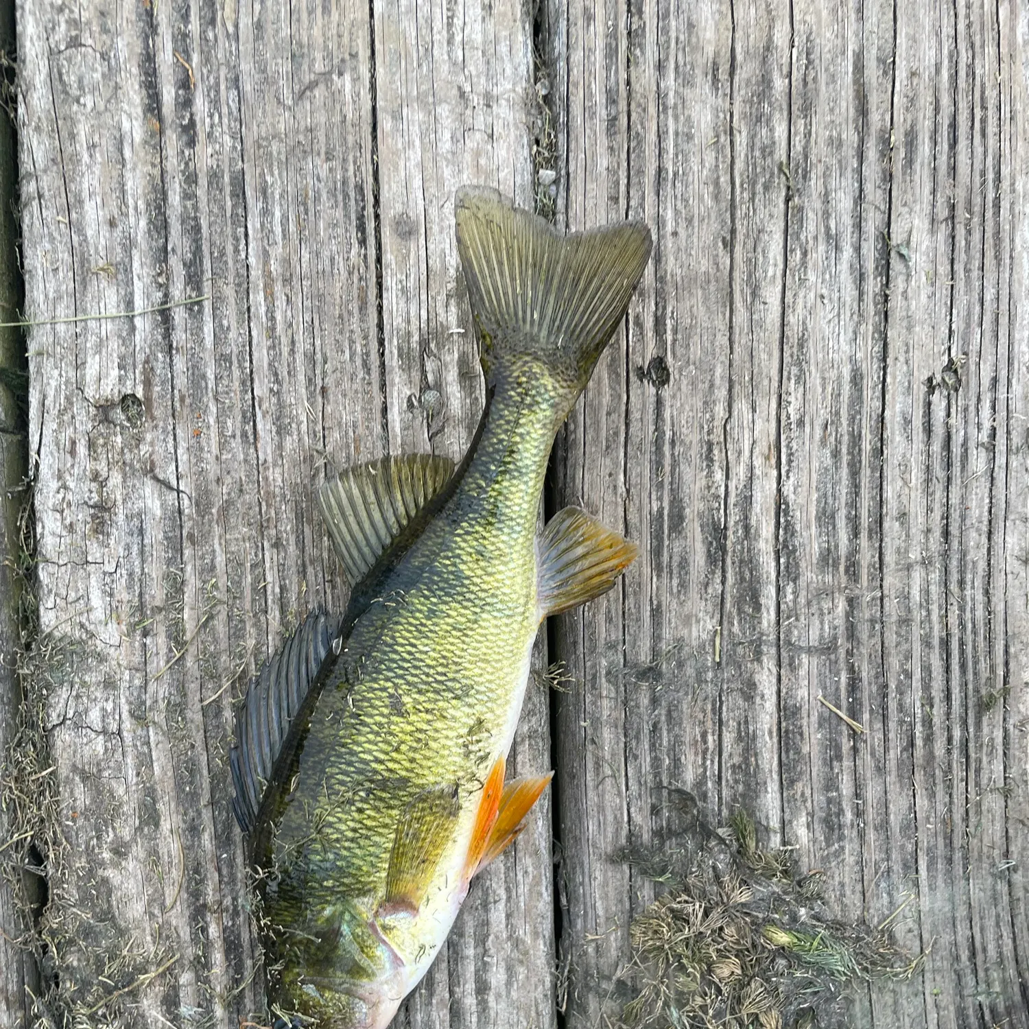 Yellow perch caught on Fishbrain