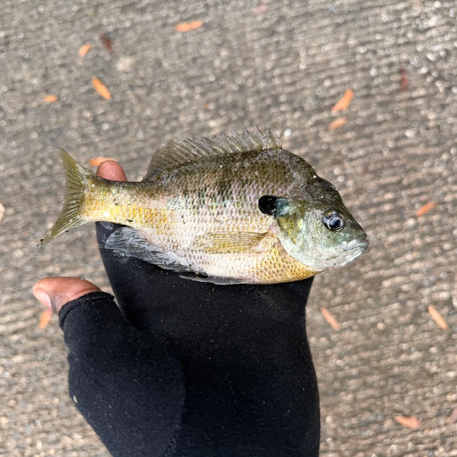 Bluegill caught on Fishbrain