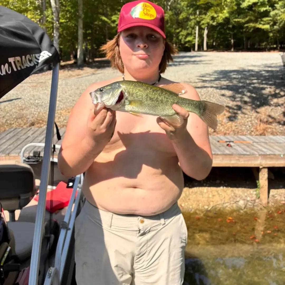 Largemouth bass caught on Fishbrain