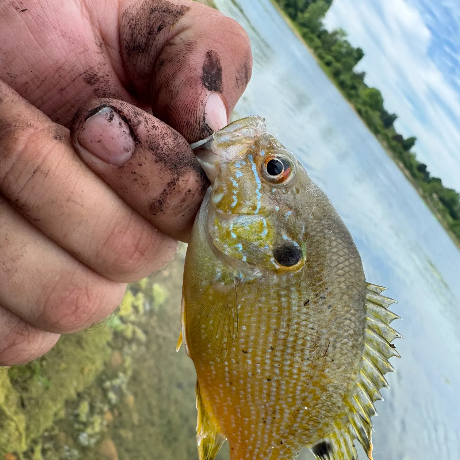 The most recent Green sunfish catches on Fishbrain