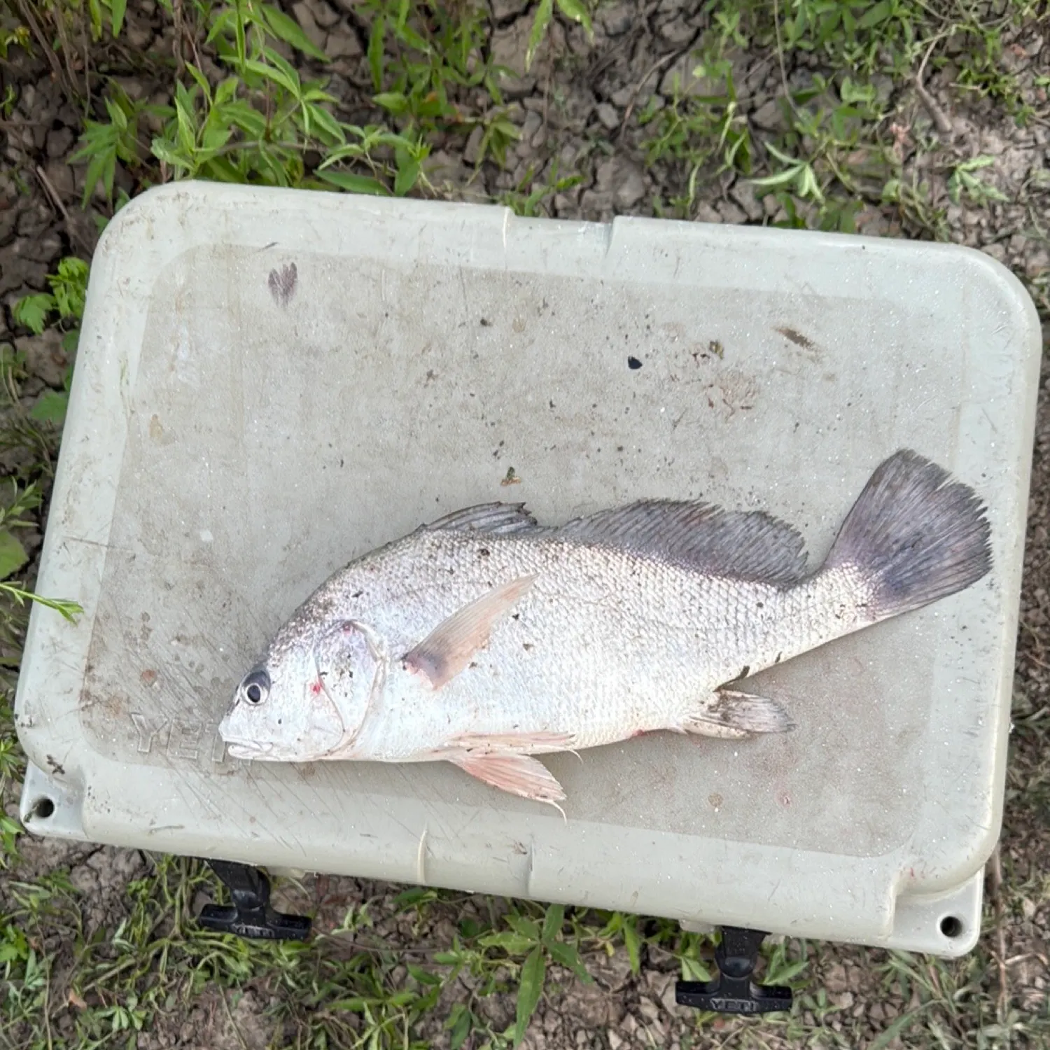 The most recent Freshwater drum catches on Fishbrain