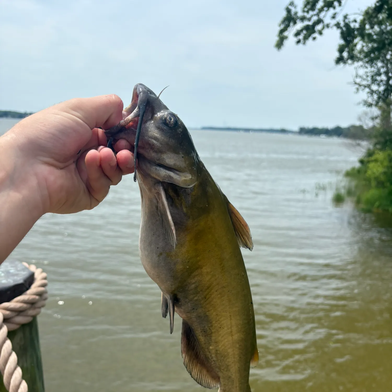 catch