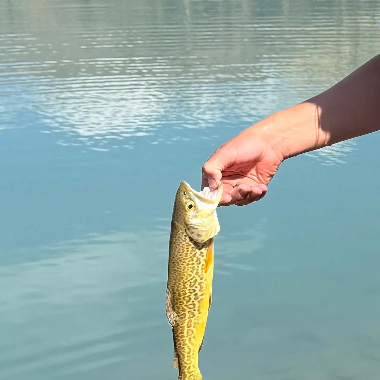 Tiger trout caught on Fishbrain