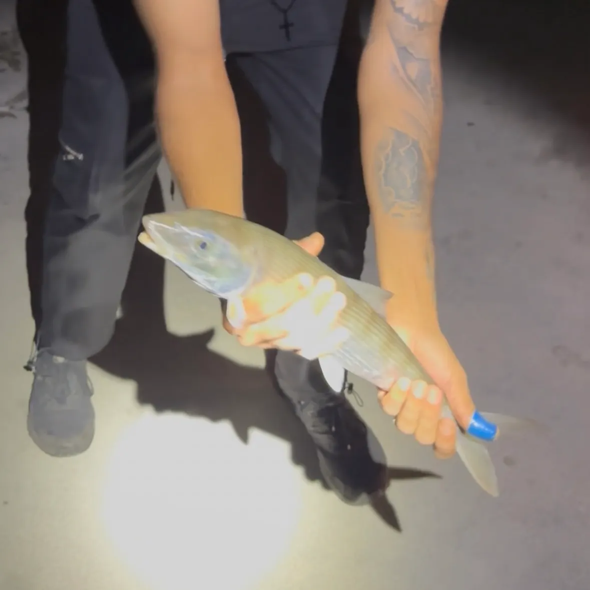 West Atlantic bonefish caught on Fishbrain