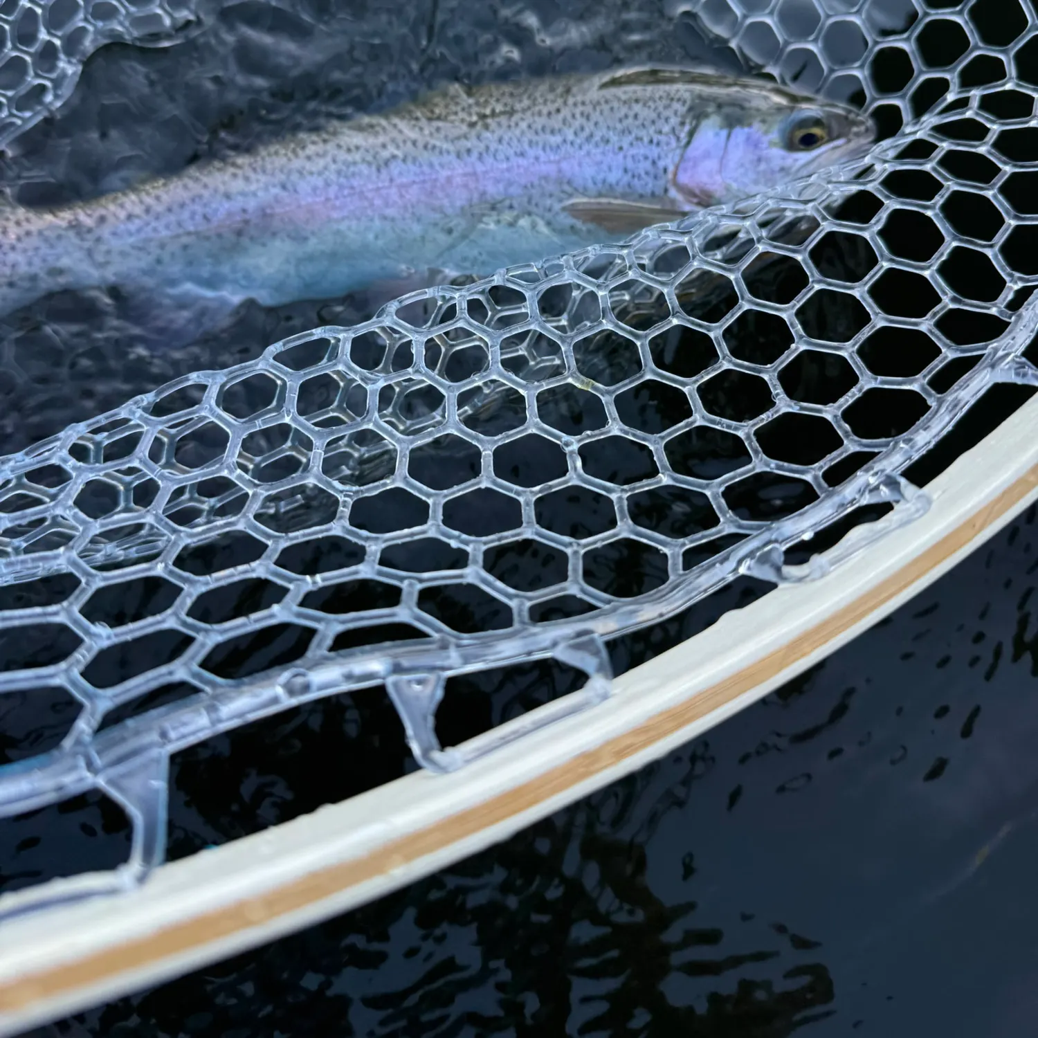 Rainbow trout caught on Fishbrain
