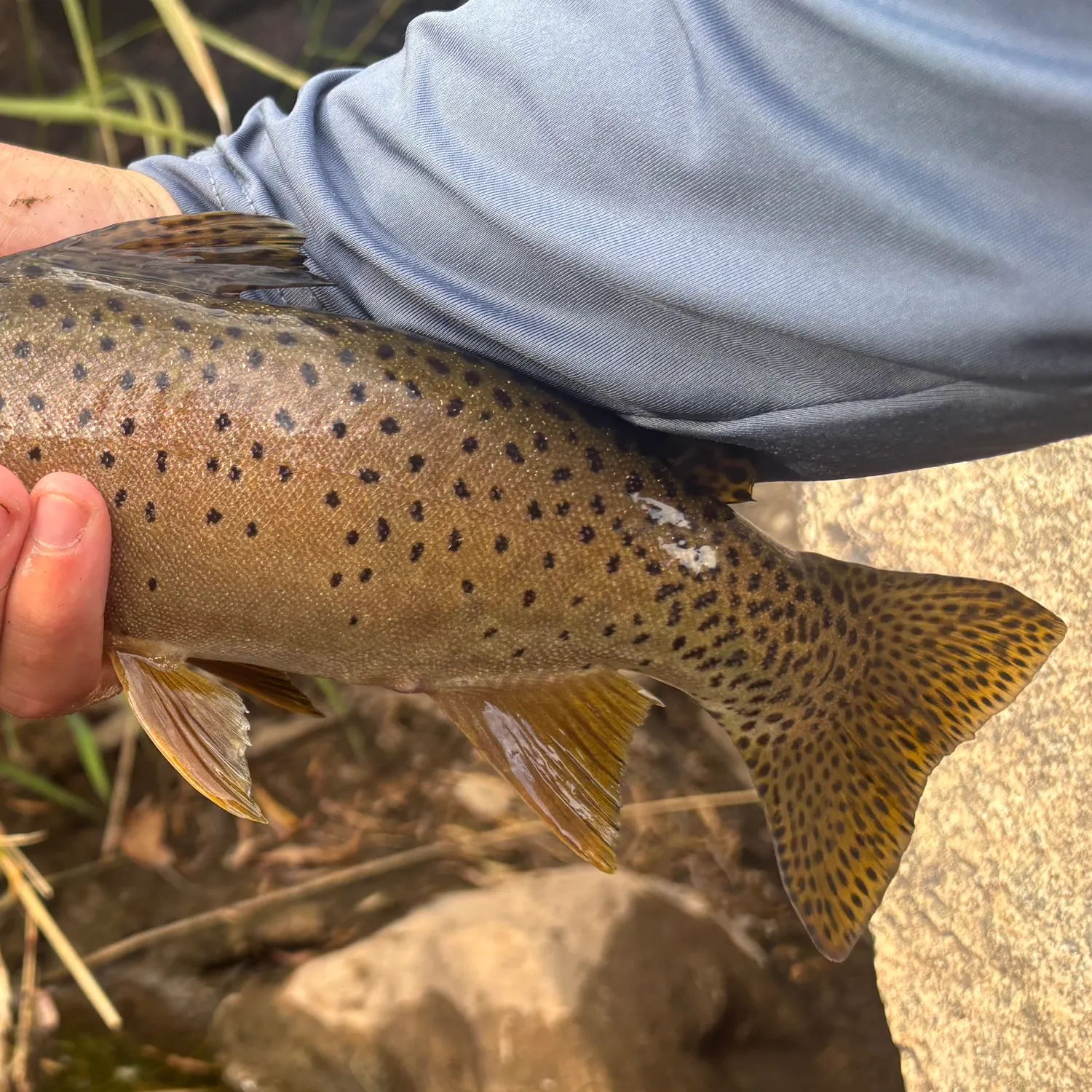 Bonneville cutthroat trout caught on Fishbrain