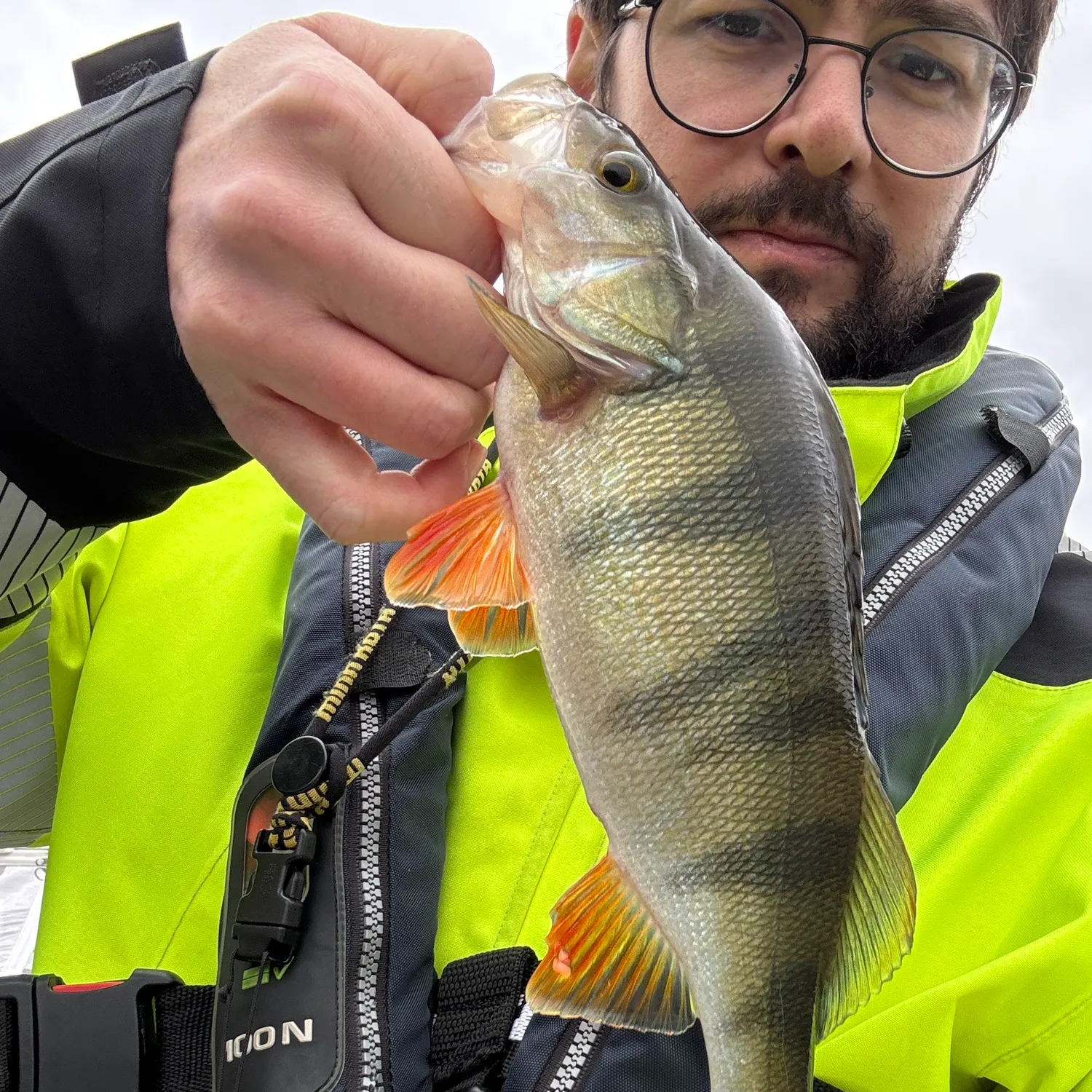 European perch caught on Fishbrain